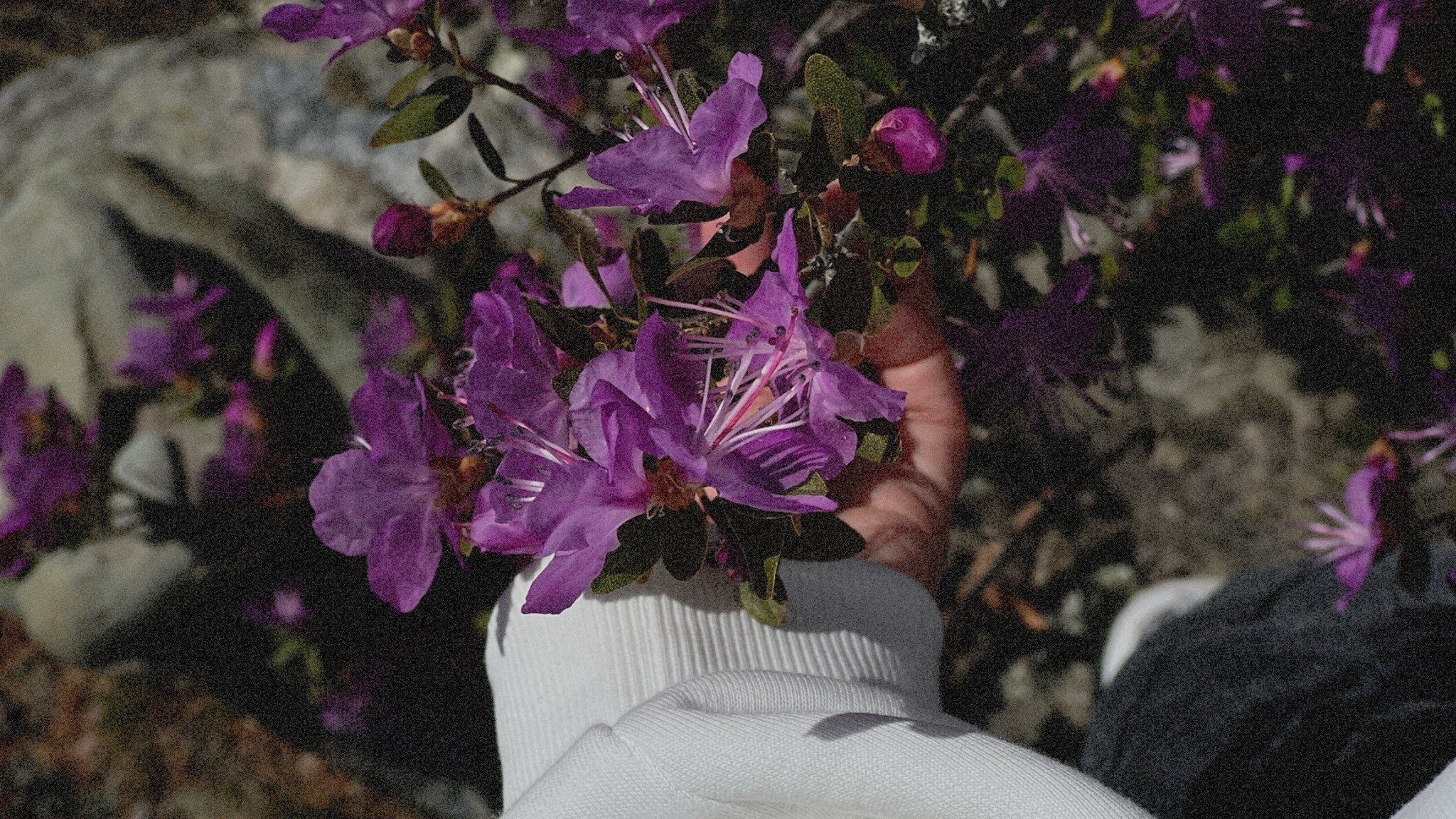 Алтай | весна