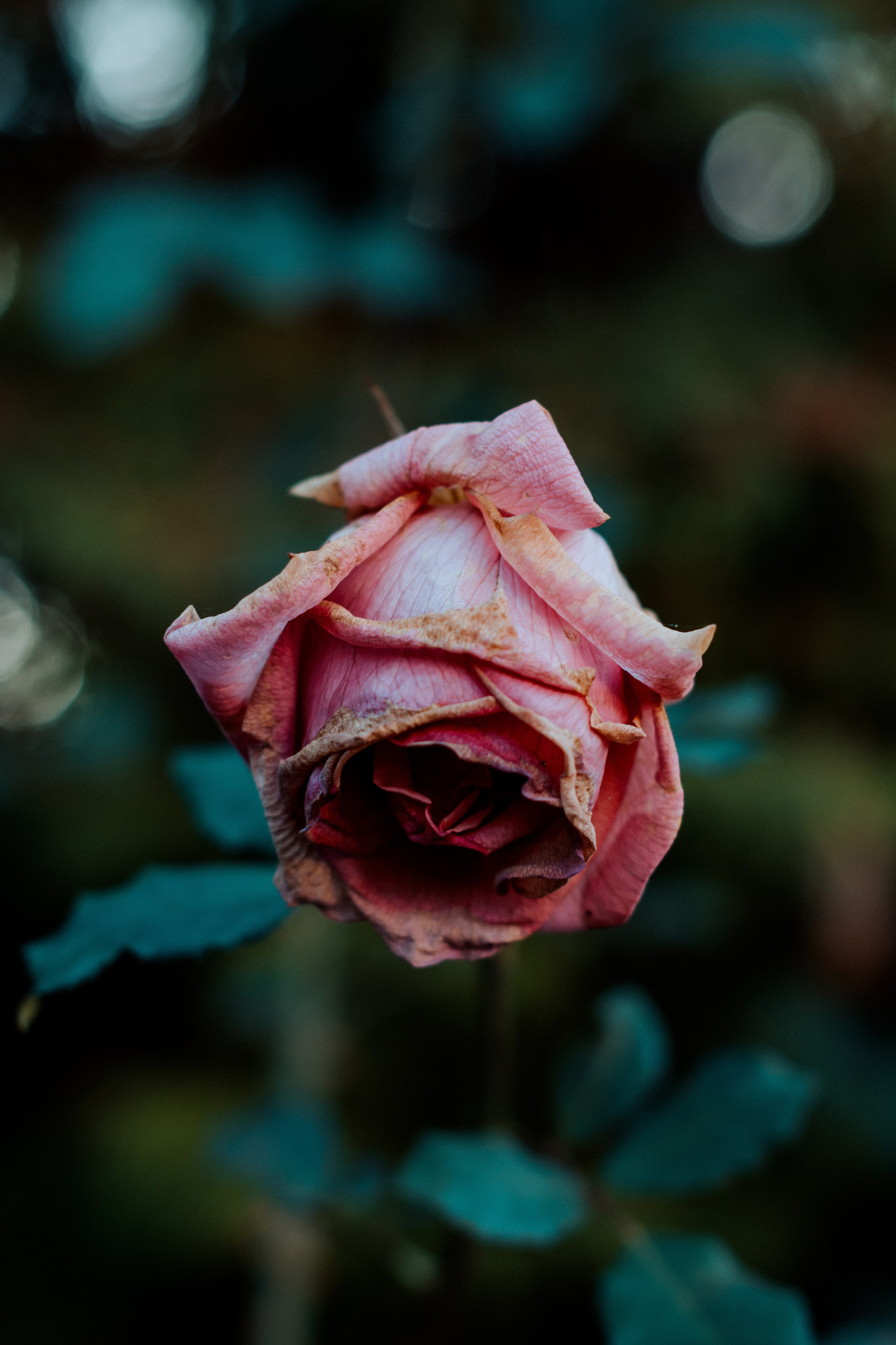 Flowers. Фотографирую искусство в Хабаровске