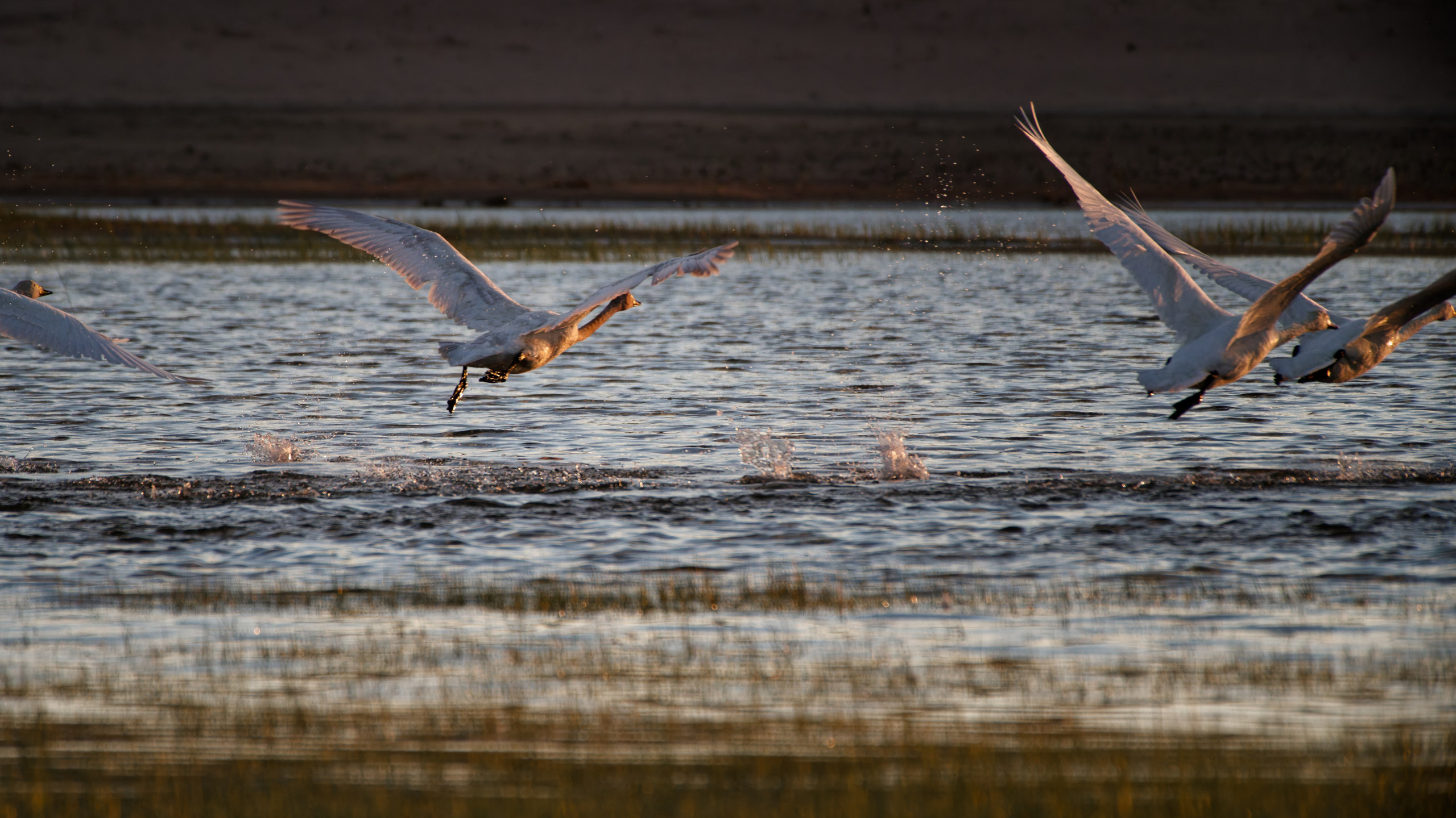 Экспедиция в Монголию (Гоби). Семоха Валерий. Фотограф
