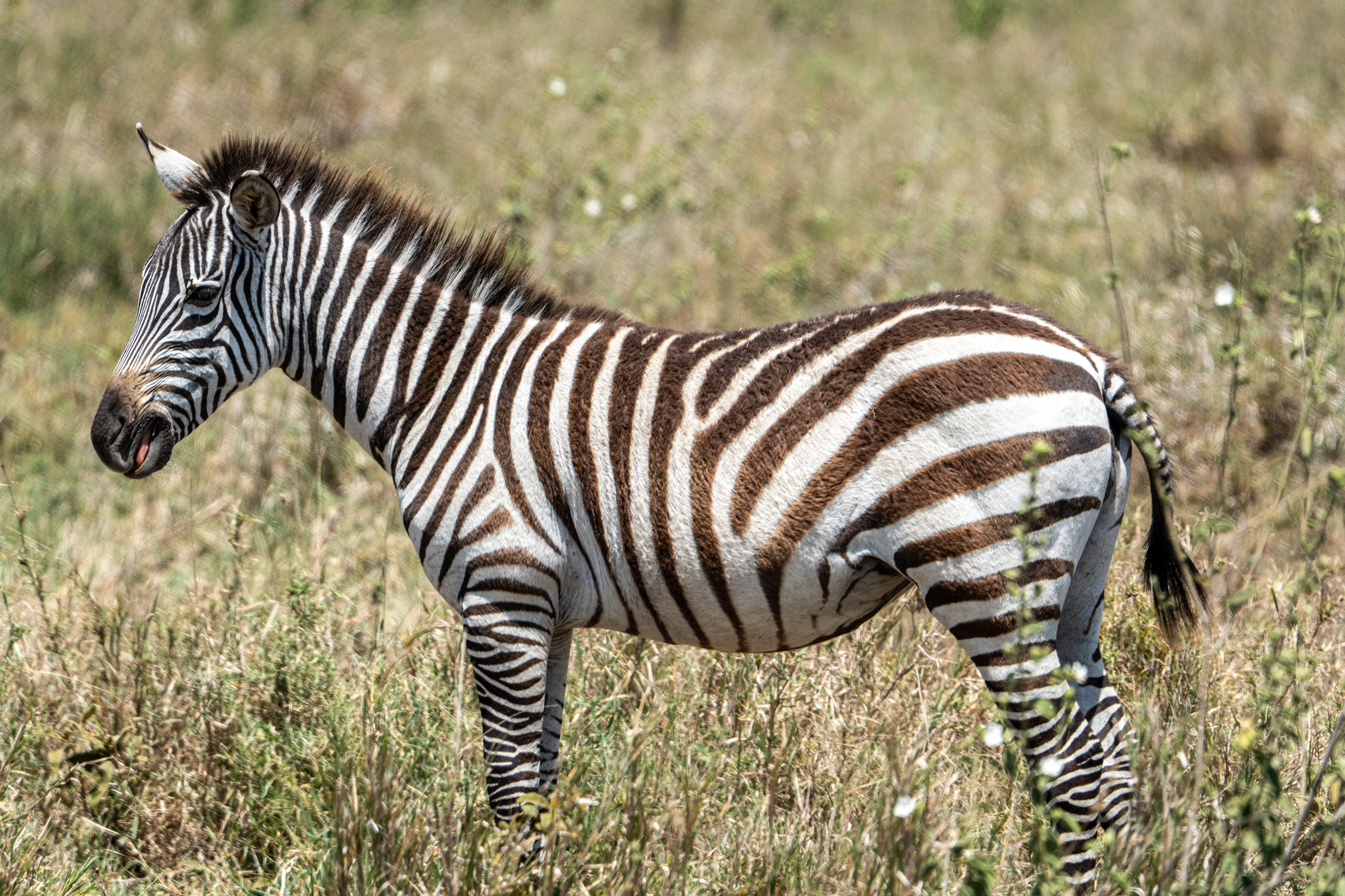 Танзания, сафари, 2025. Творческие сьемки