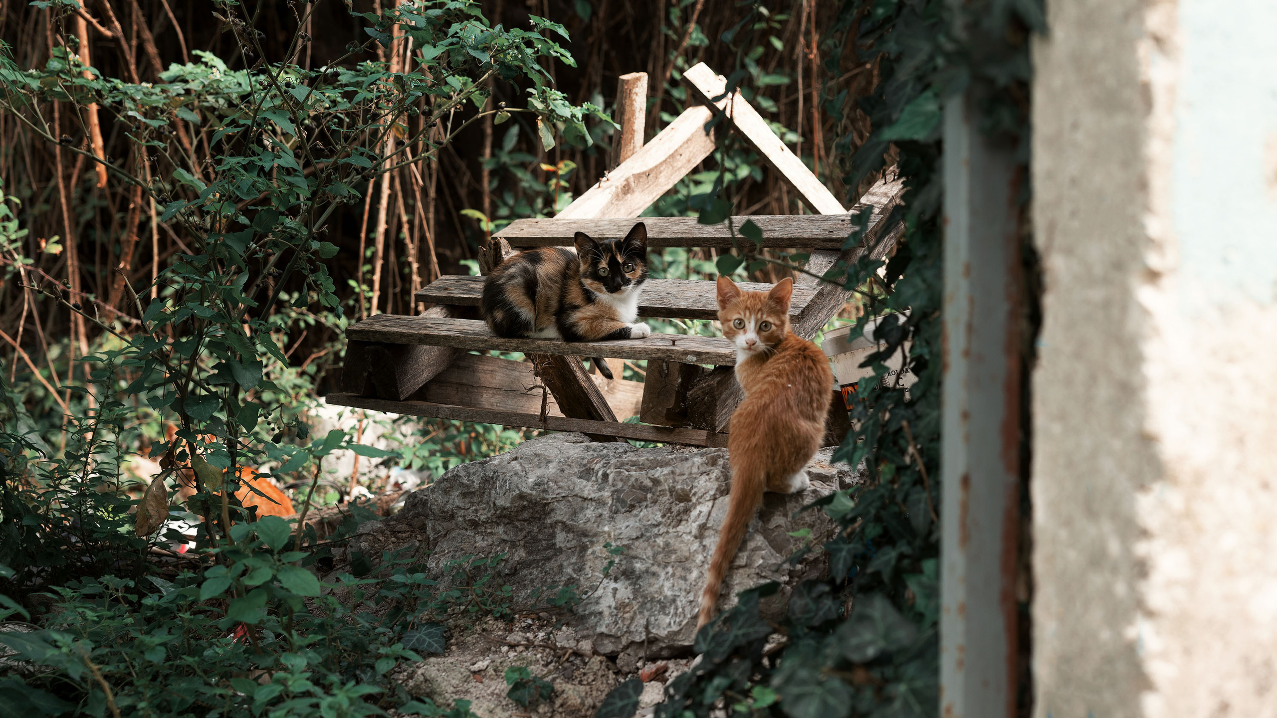 Рисан и Пераст. Портретный фотограф, контент фотограф, продающие фото в Москве и МО
