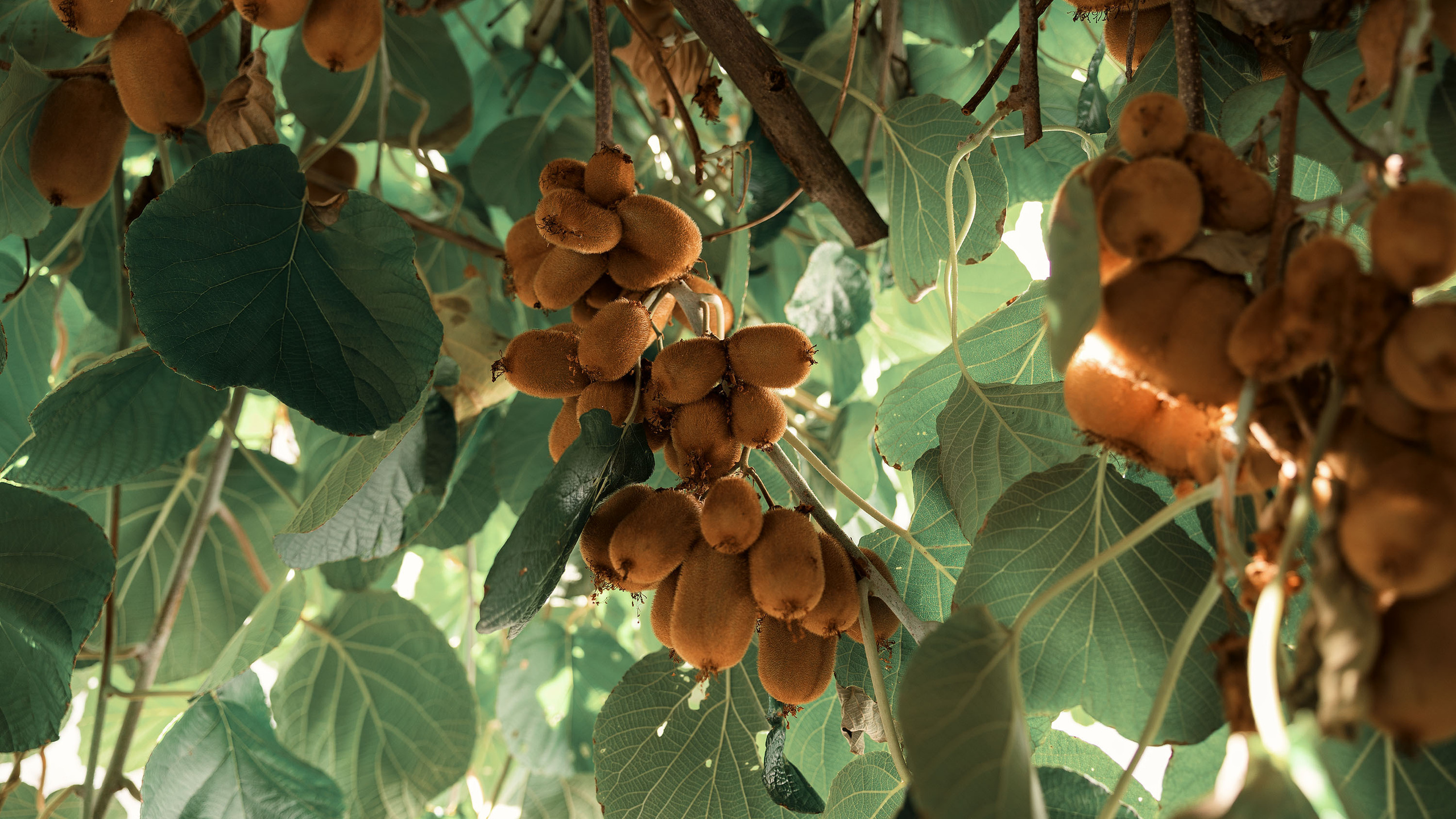 Рисан и Пераст. Портретный фотограф, контент фотограф, продающие фото в Москве и МО