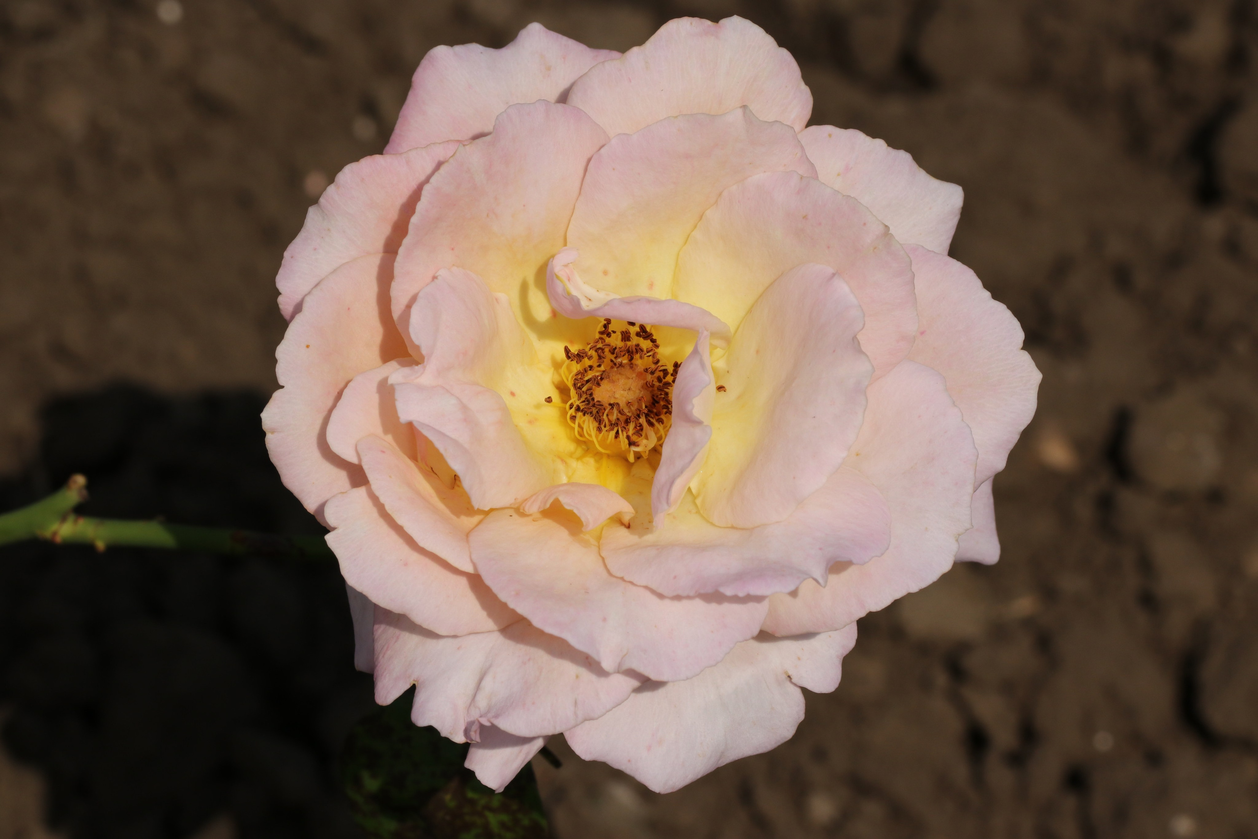 Долина роз в Кисловодске. Фото-художник и Репортажный фотограф Николаев Александр Алексеевич