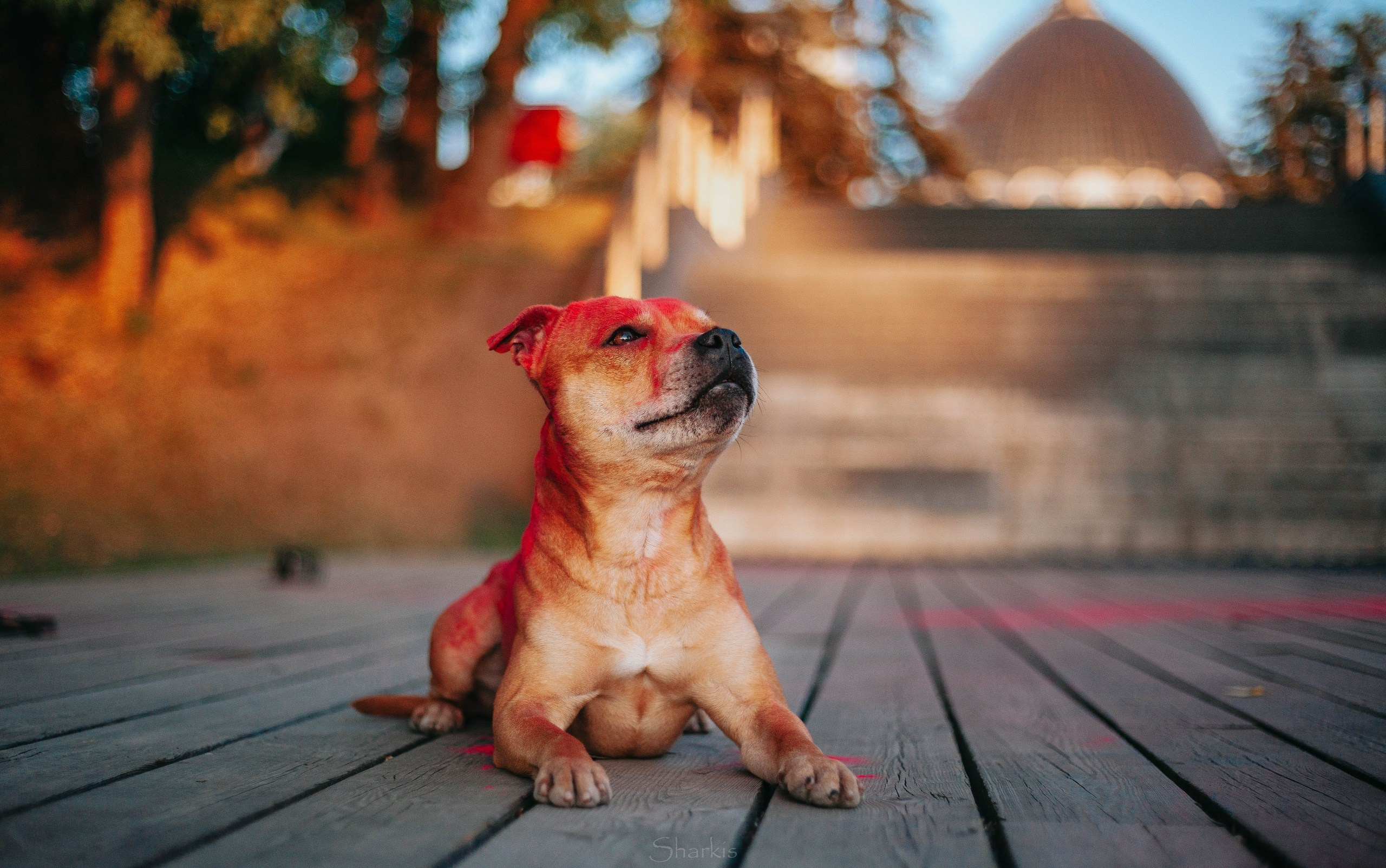 Шмель и Дрель. Фотограф Елизавета Филатова