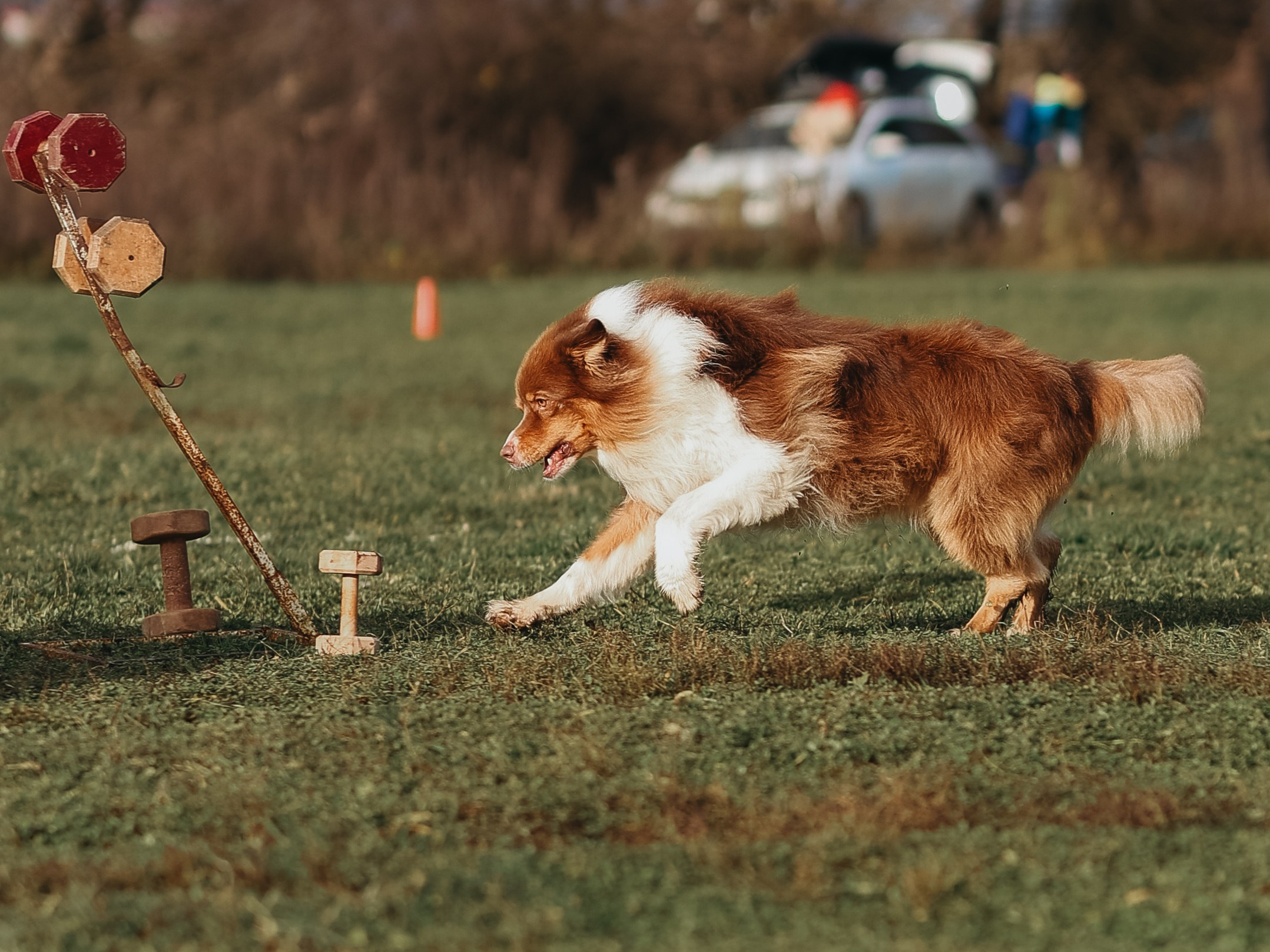Соревнования BH. Фотограф-анималист в Москве Кириллова Татьяна