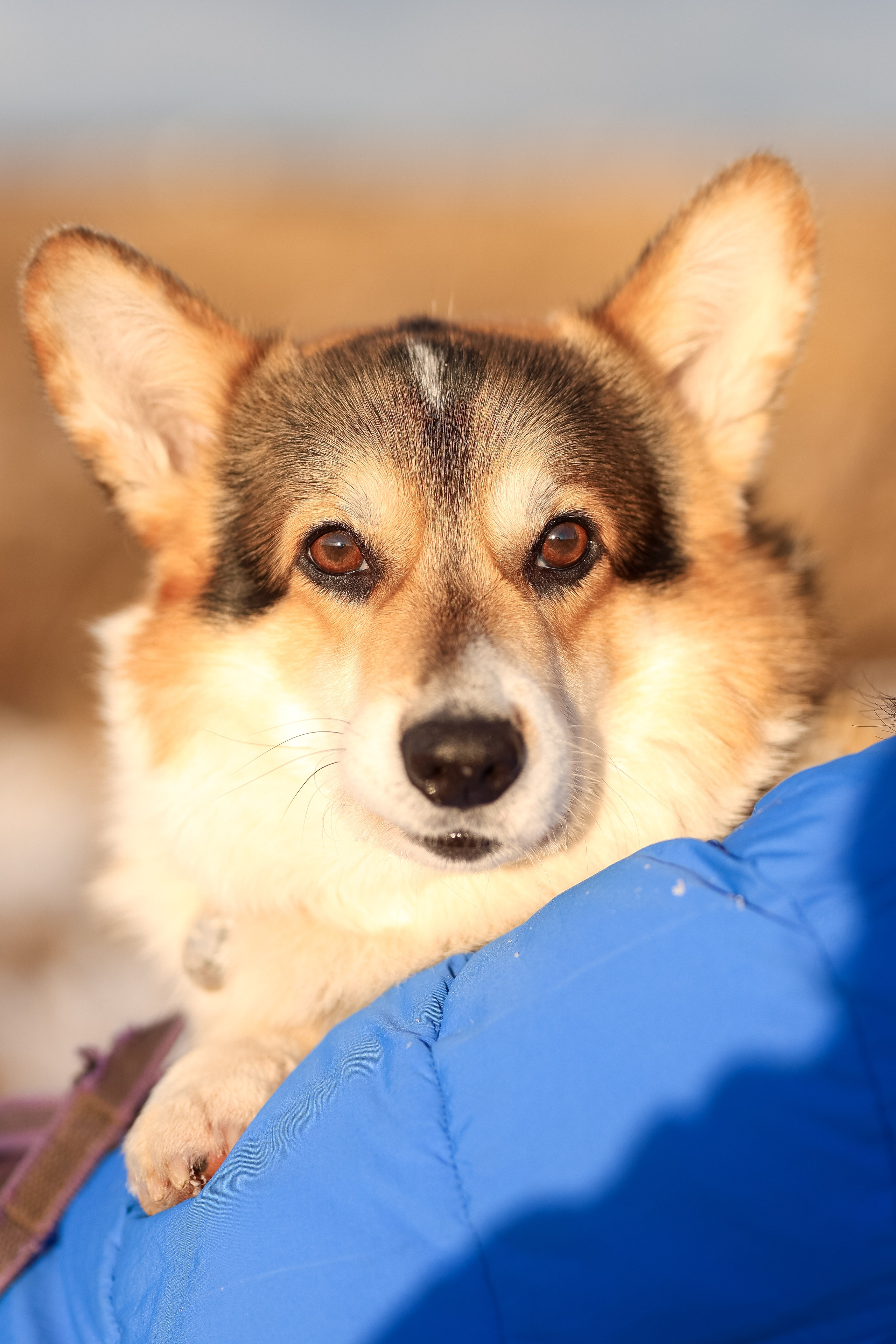 Трой, Балу и Катя. Фотограф-анималист в Москве Кириллова Татьяна