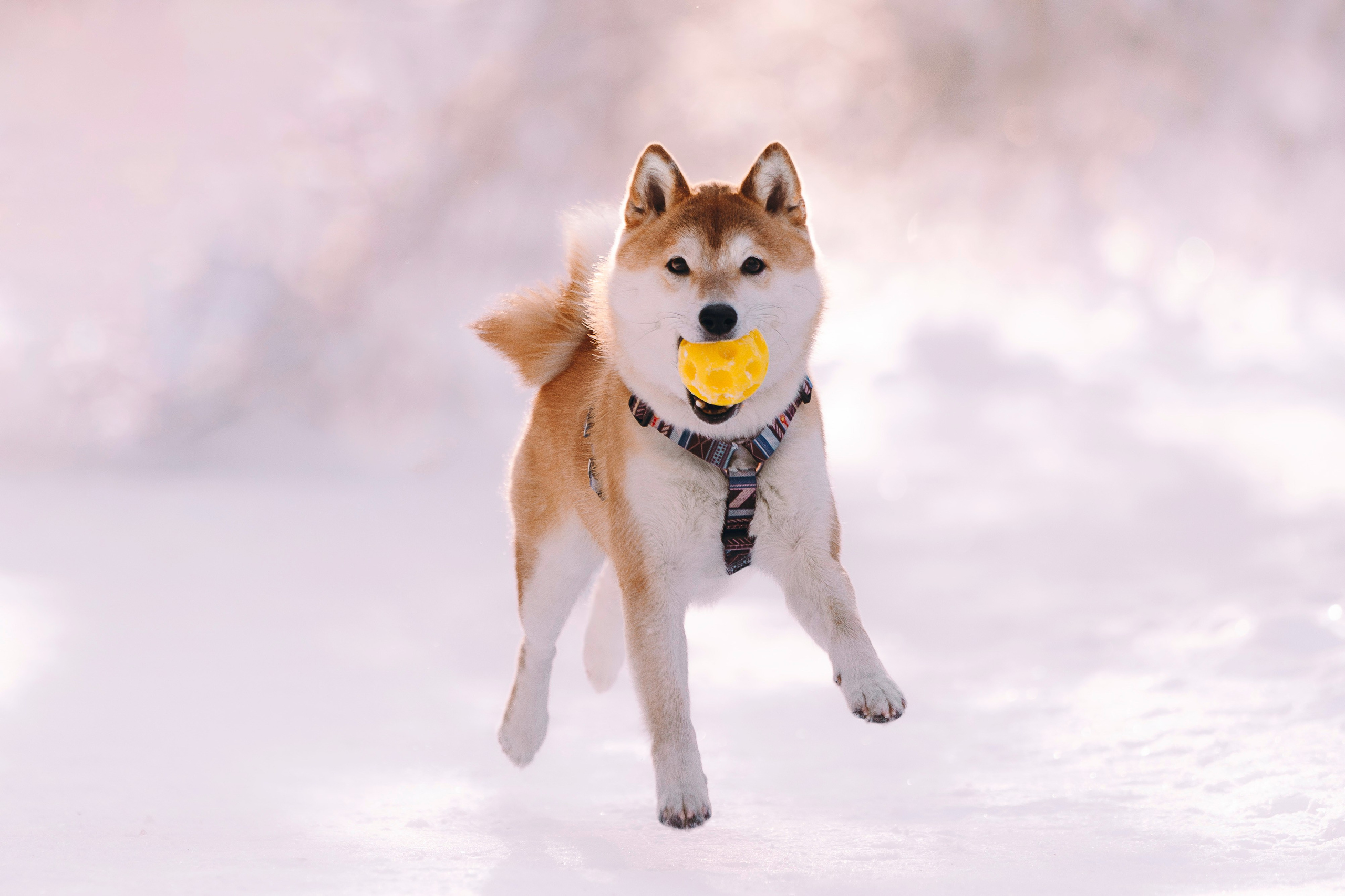 Каори, Анна и Антон. Фотограф анималист в Спб недорого Олеся Майорова