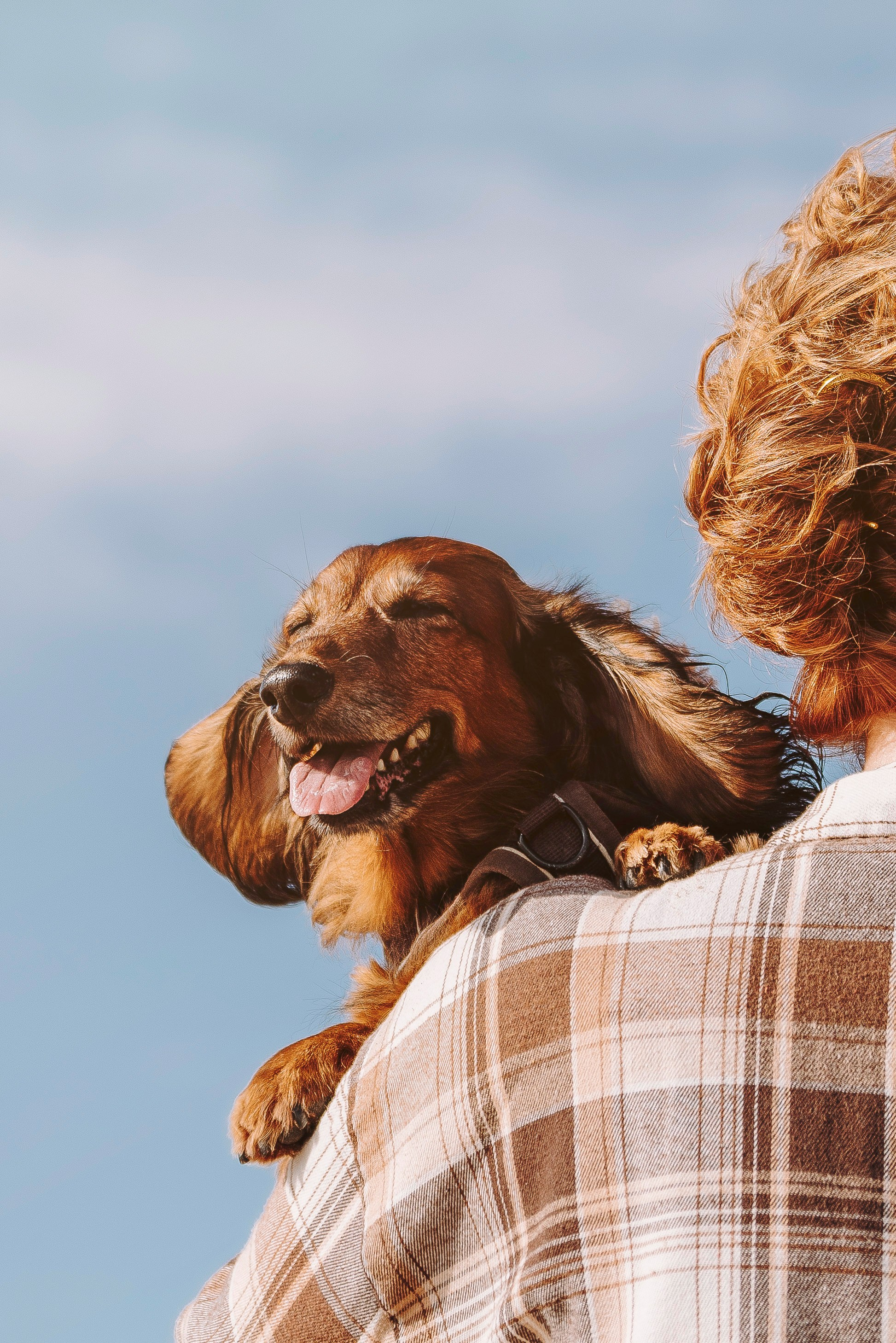 Фотосессия с длиношерстной таксой на пляжн. Фотограф анималист в Спб недорого Олеся Майорова
