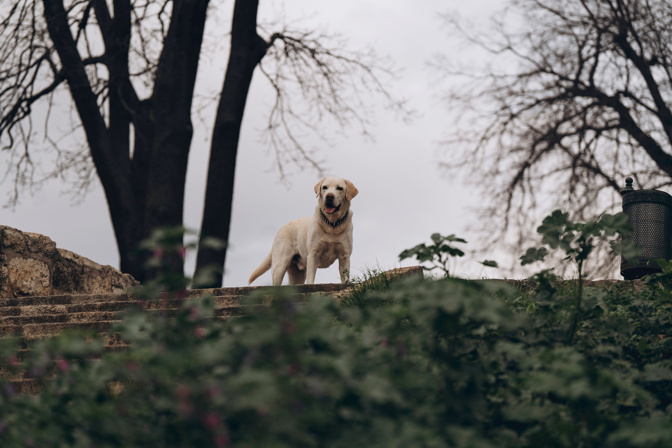 Вати, Лена и Леван. Фотограф анималист в Спб недорого Олеся Майорова