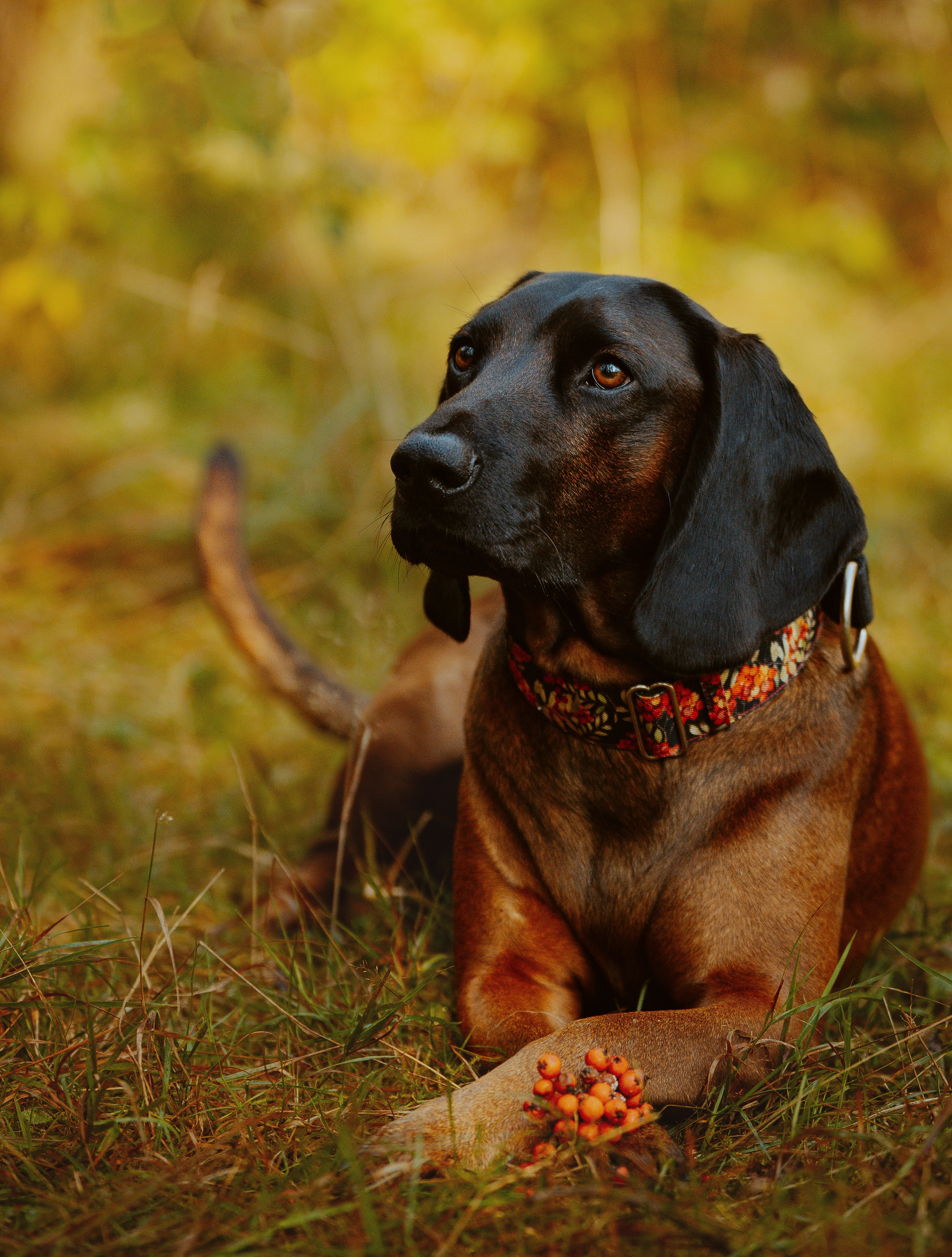 Ольга, Рора и Румпель. Фотограф анималист в Спб недорого Олеся Майорова