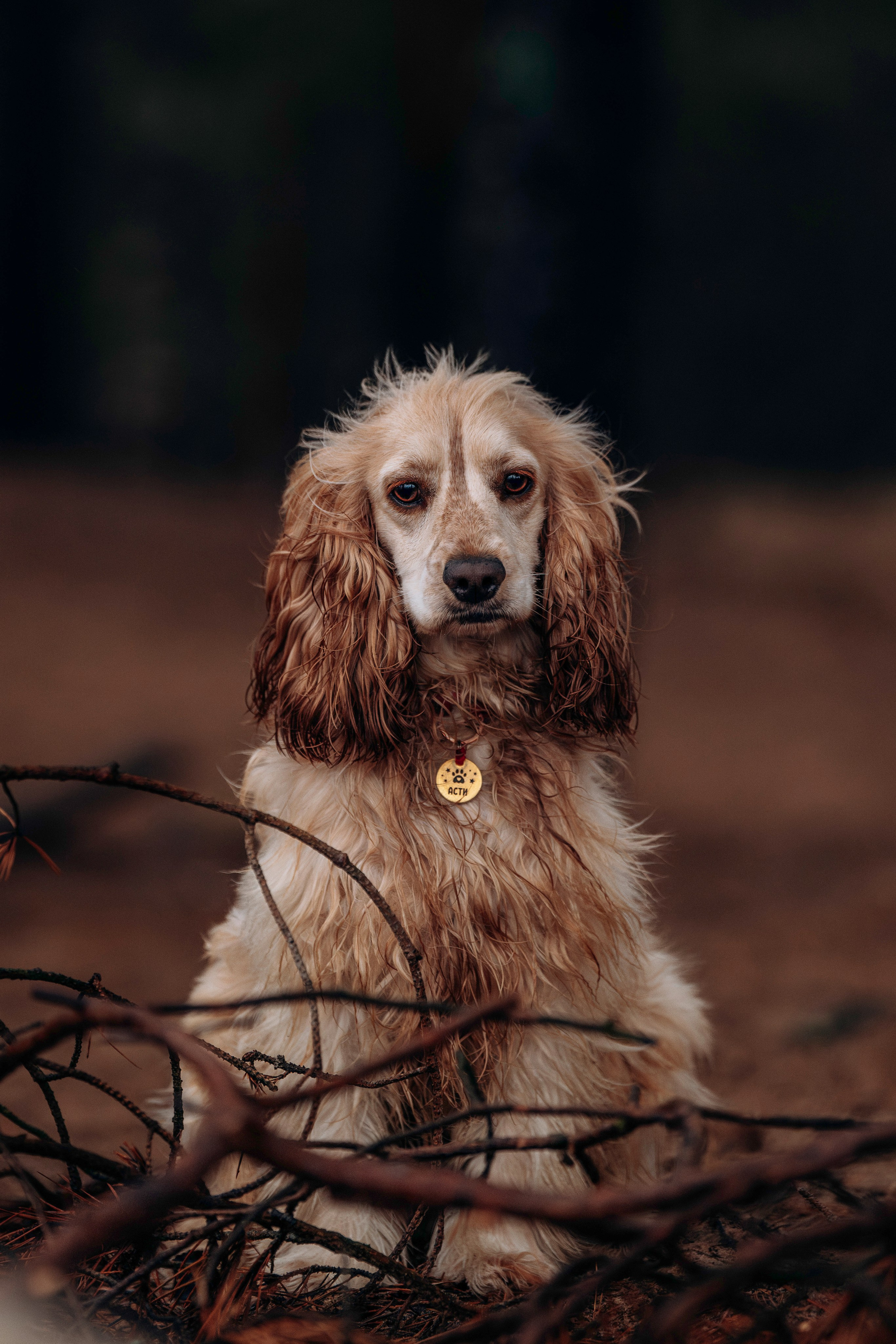 Асти, Крис и Александра. Фотограф анималист в Спб недорого Олеся Майорова