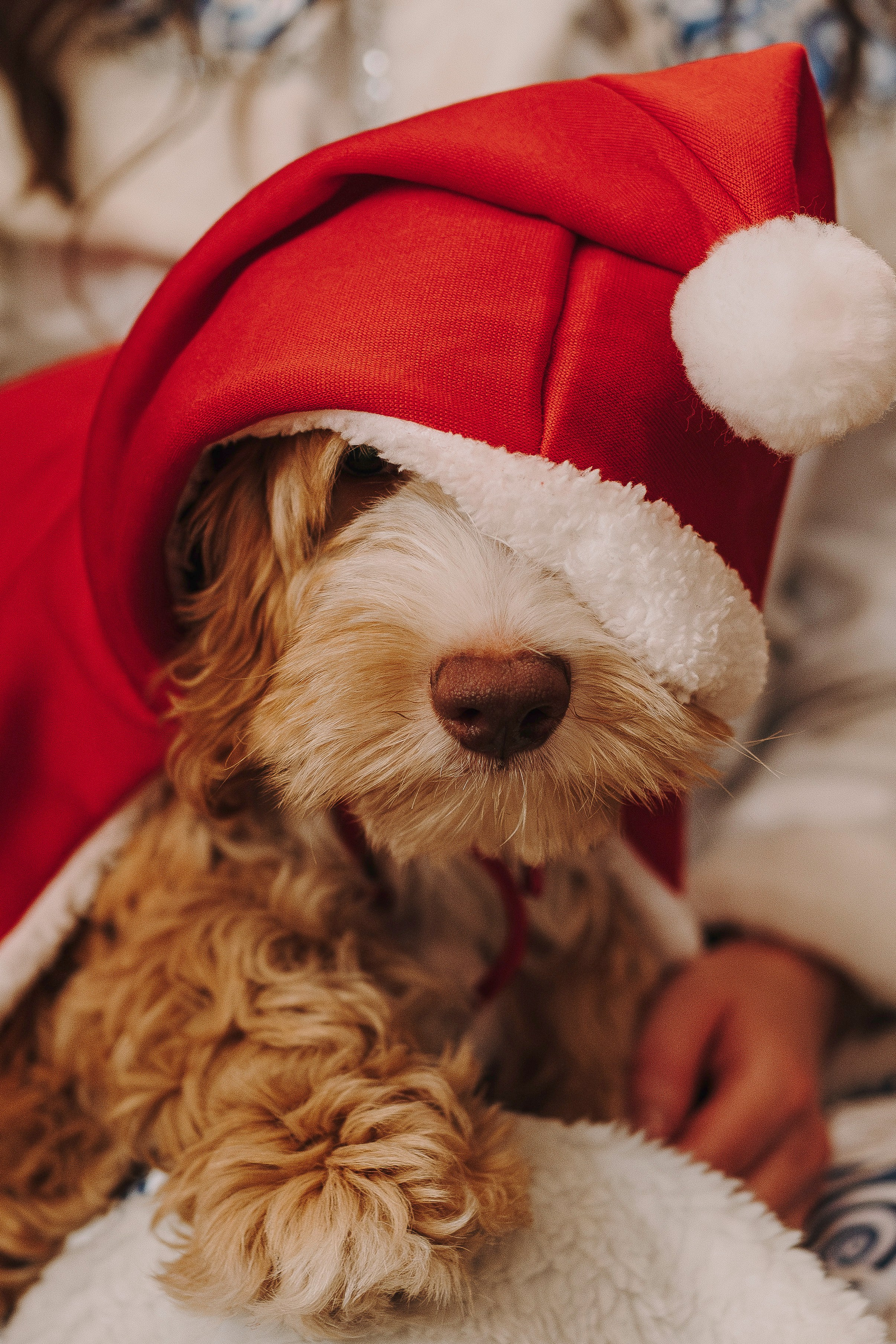 Мёрфи, Таня и Антон. Фотограф анималист в Спб недорого Олеся Майорова