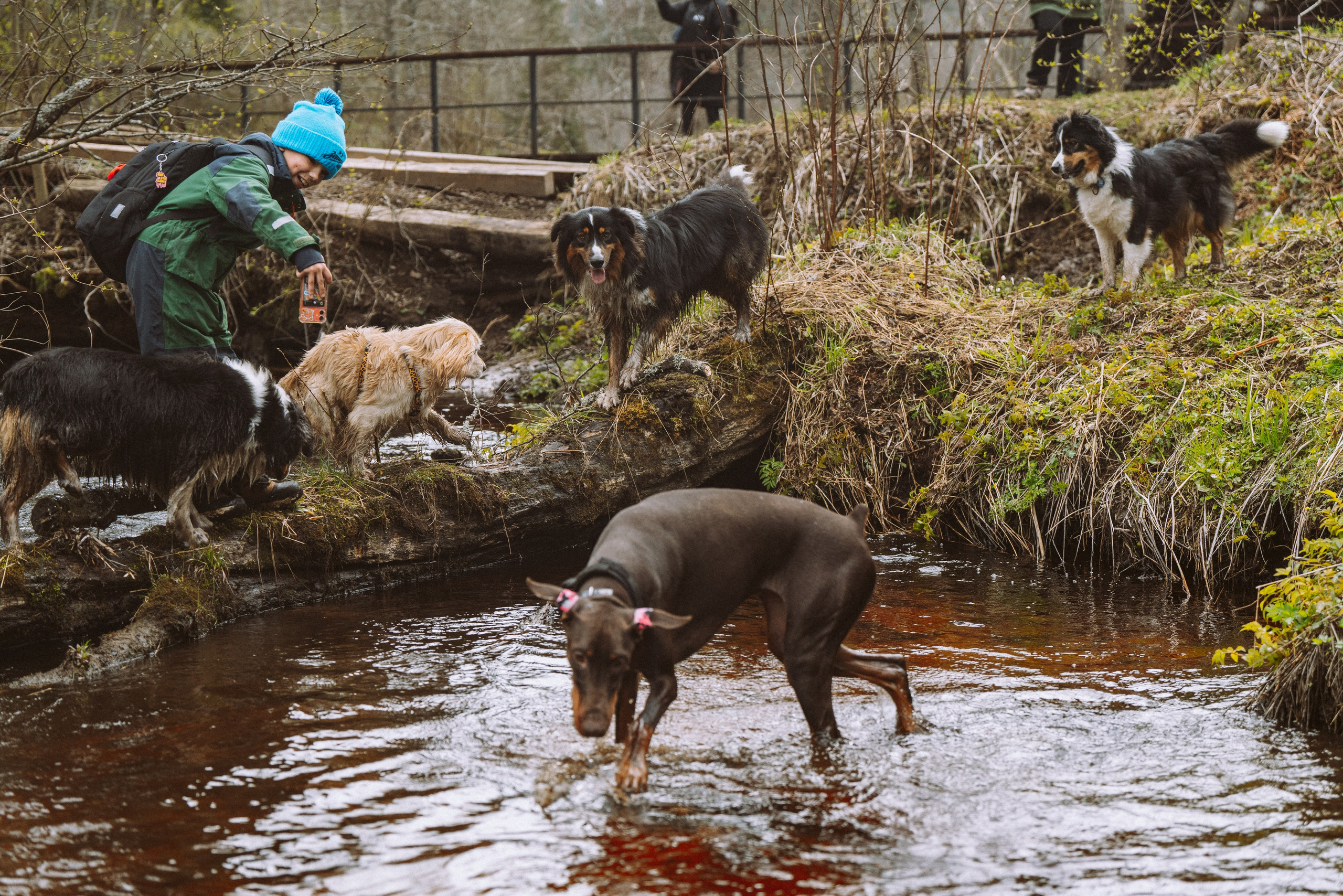 Дог трекинг к финскому хутору. Фотограф анималист в Спб недорого Олеся Майорова