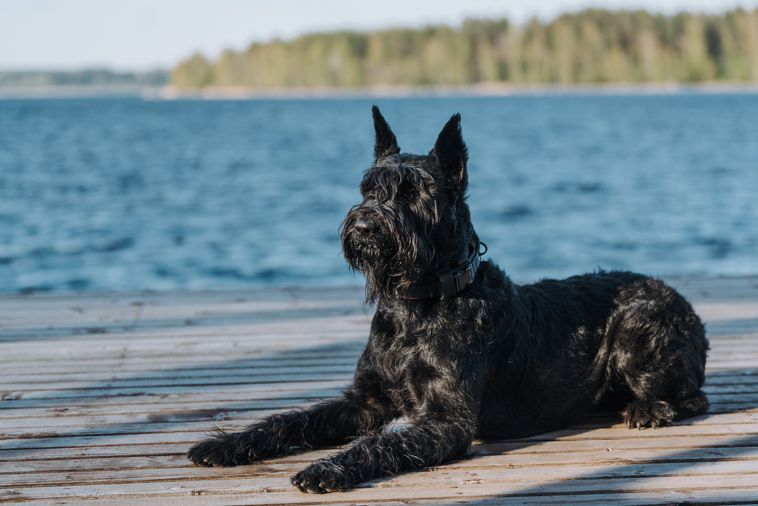 Соревнования по ноузворку в Лосево. Фотограф анималист в Спб недорого Олеся Майорова
