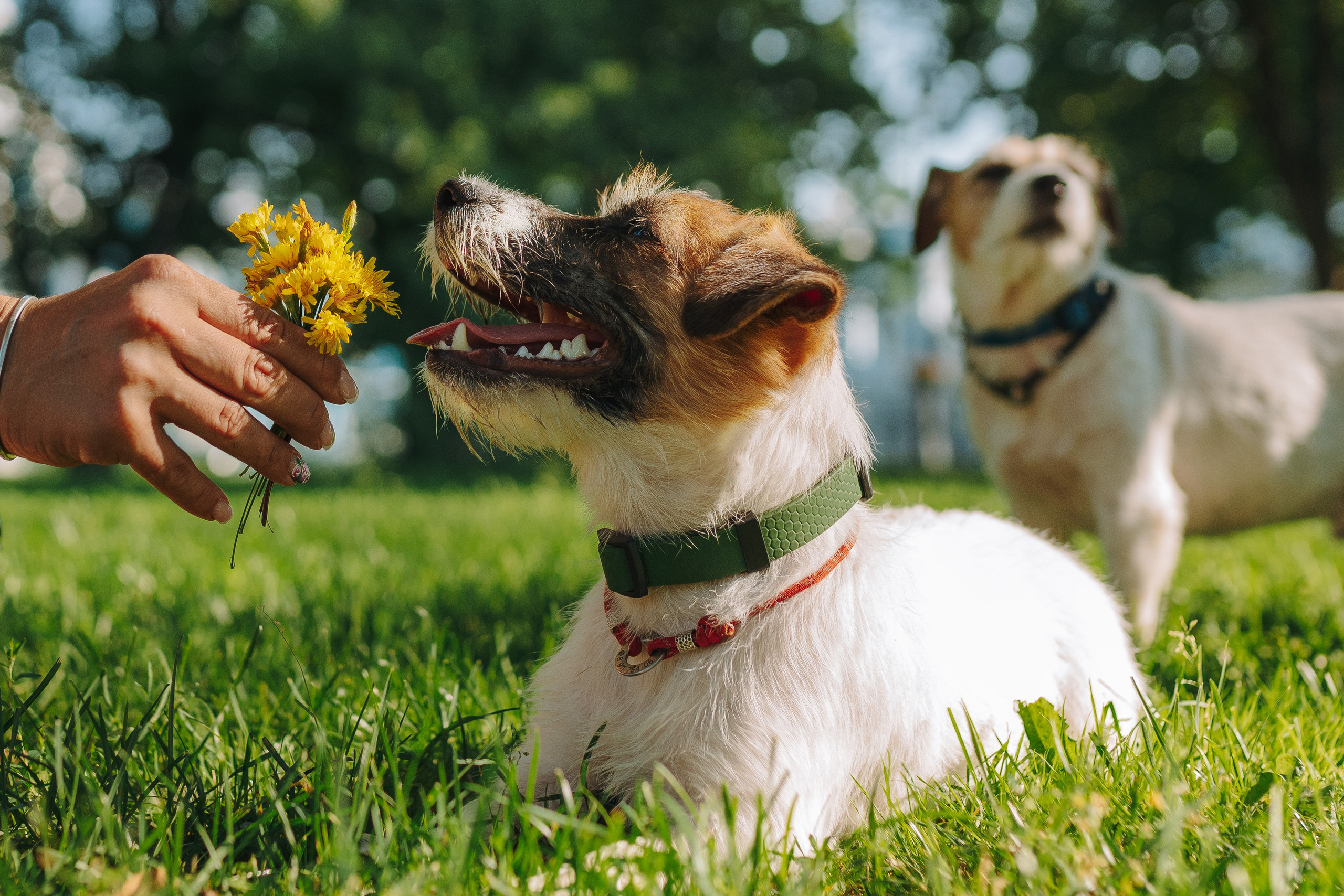 Ларс, Лукас и Ольга. Фотограф анималист в Спб недорого Олеся Майорова