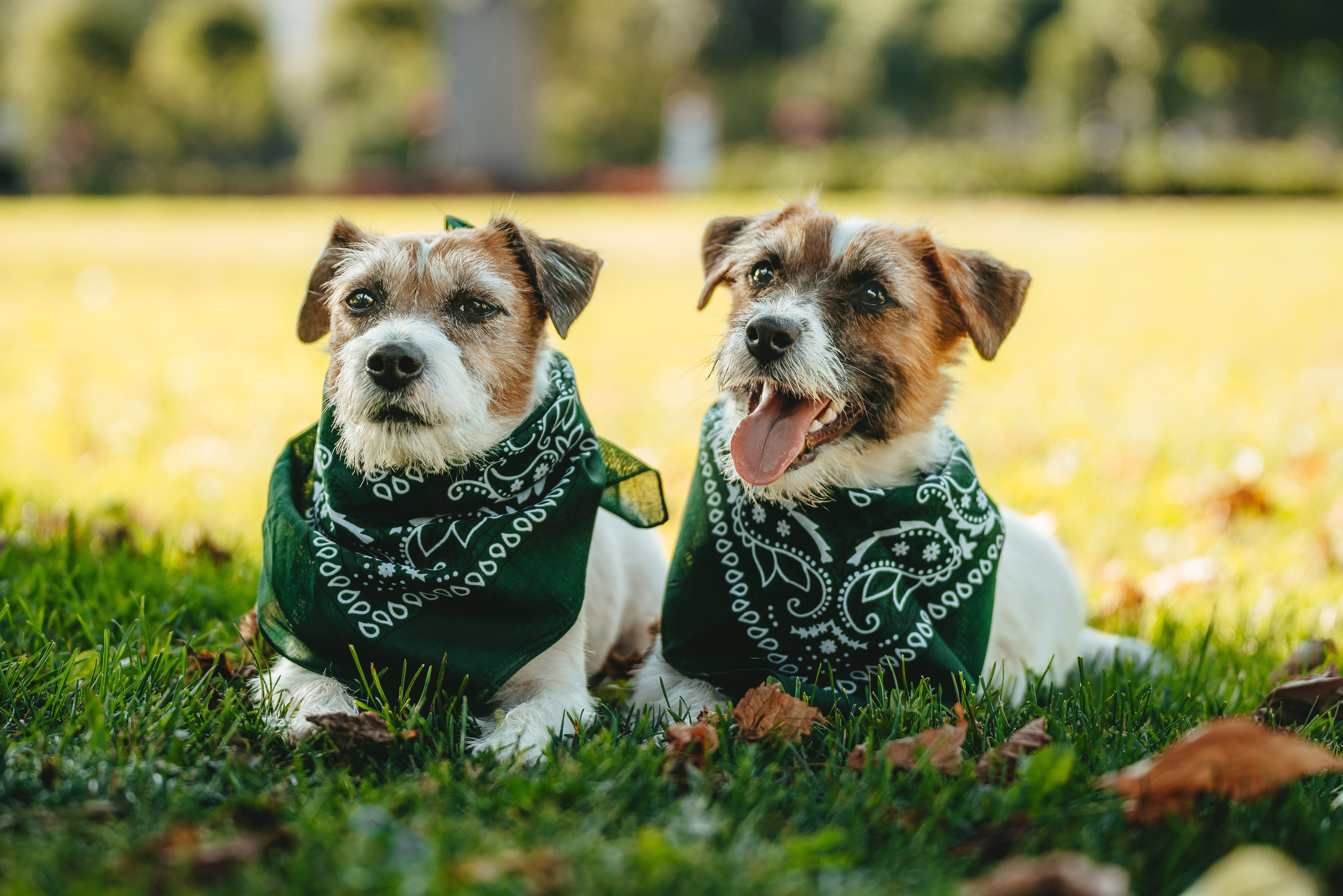 Ларс, Лукас и Ольга. Фотограф анималист в Спб недорого Олеся Майорова
