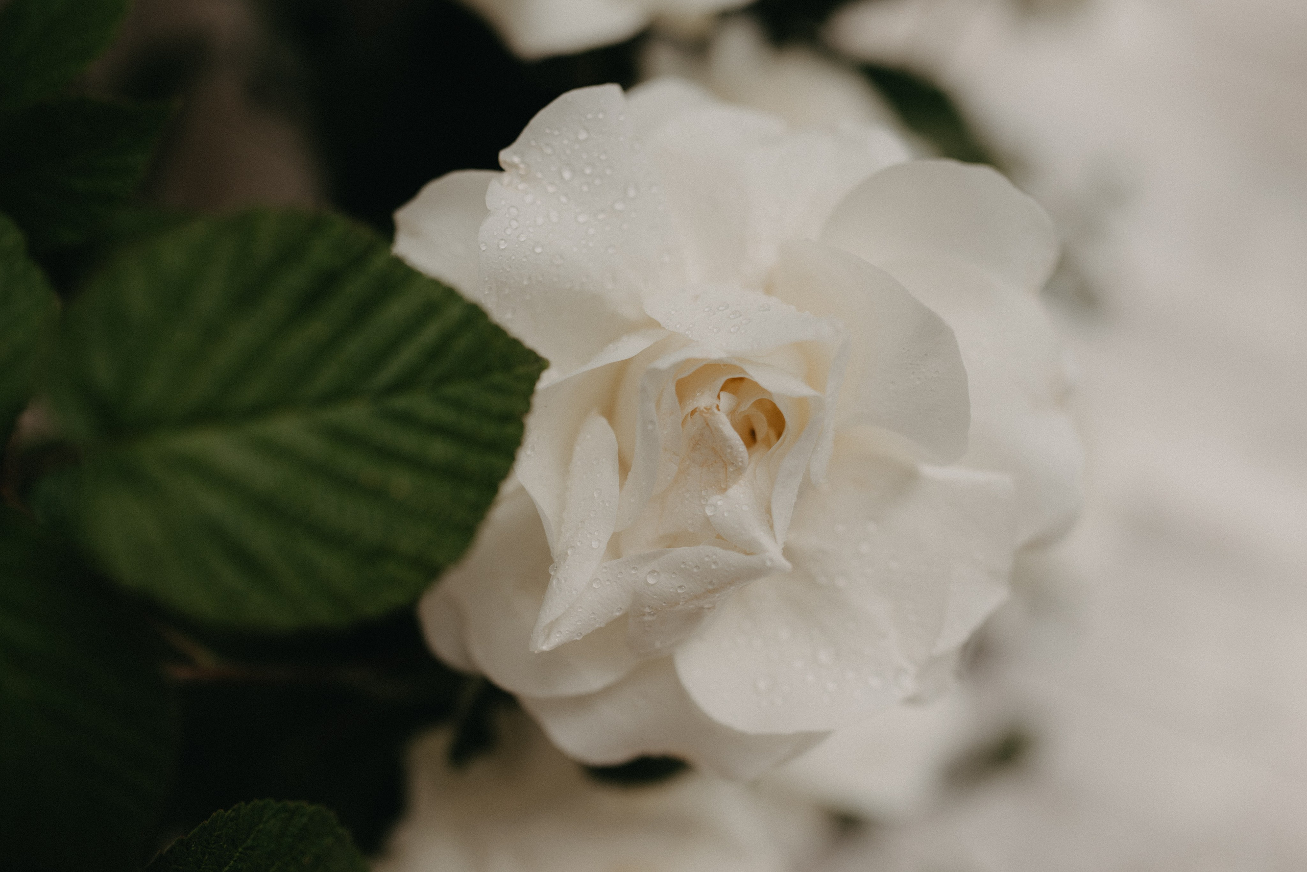 Свадьба Вадима и Олеси. Главная