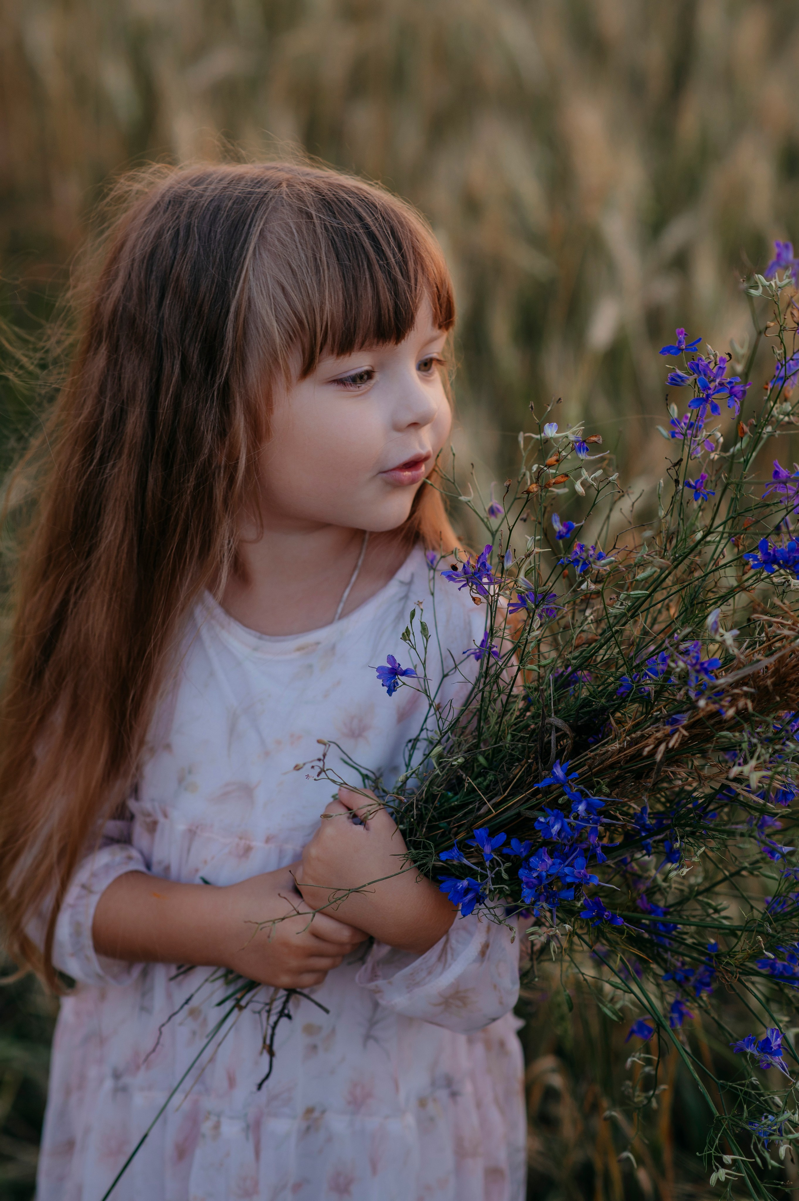 Пшеничный закат. Фотограф Дарья Семина