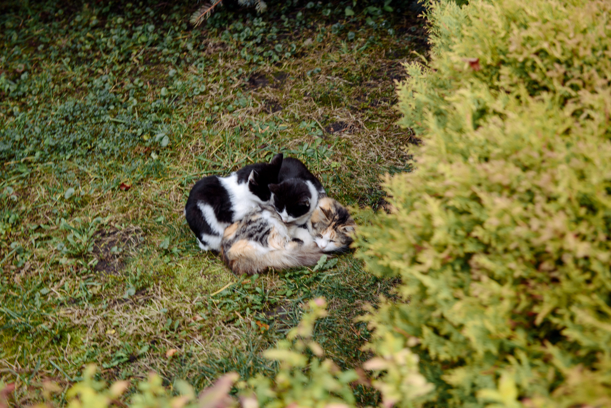Анонс. Свадебная фотосессия Романа и Юлии. Свадебный и семейный фотограф Александр Клюев