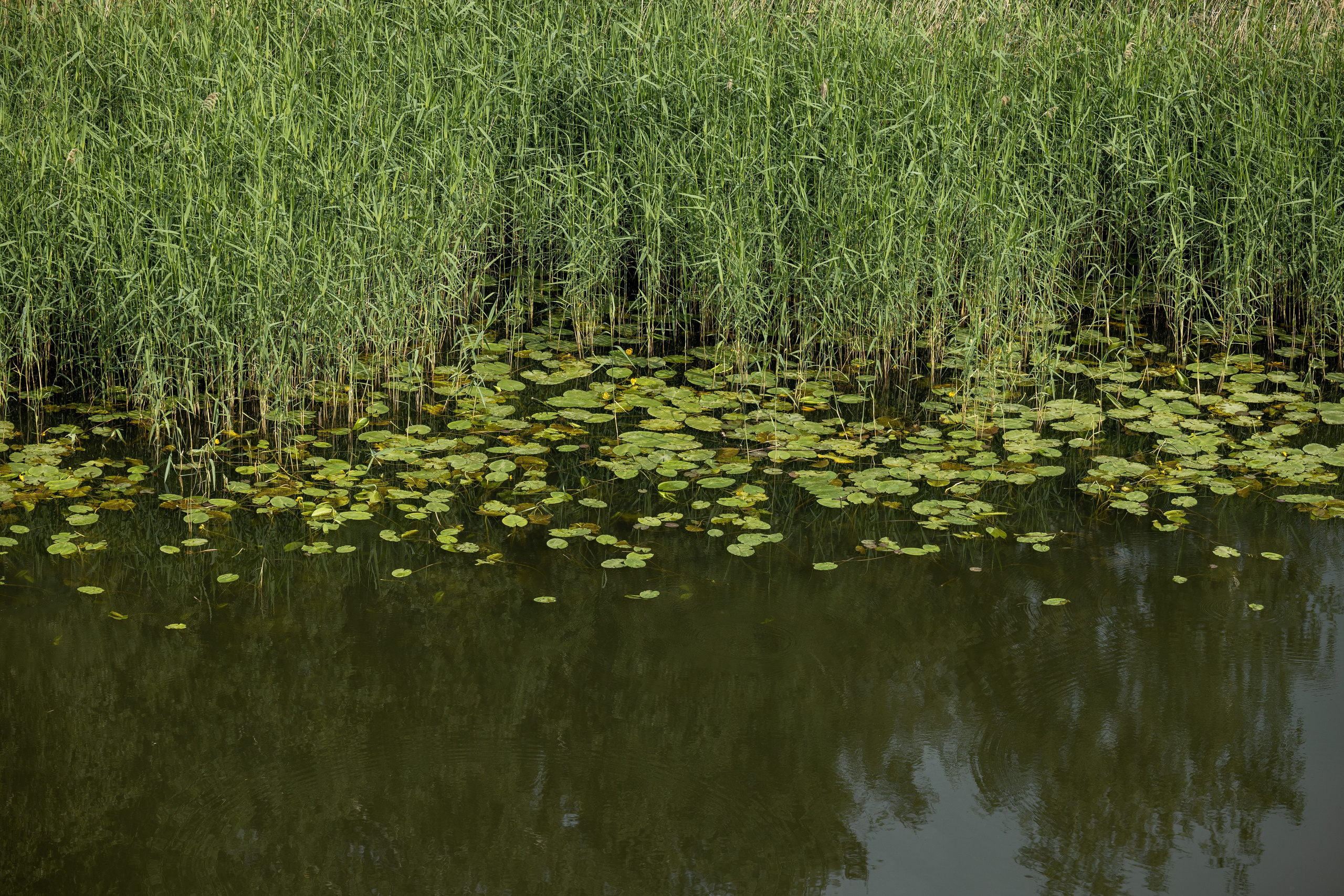 Природные пейзажи. Наталия Клевинскас портретный фотограф в Костроме