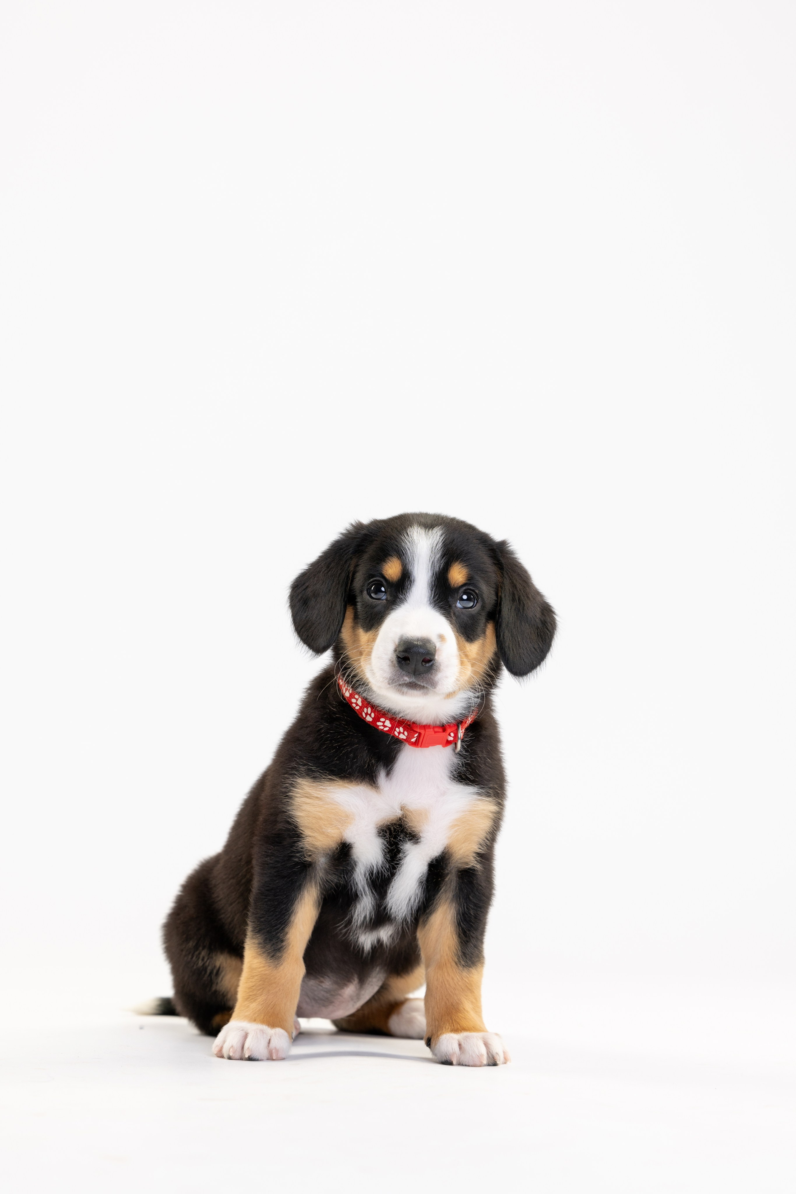 Энтлебухеры. Фотограф анималист Осипчикова Мария