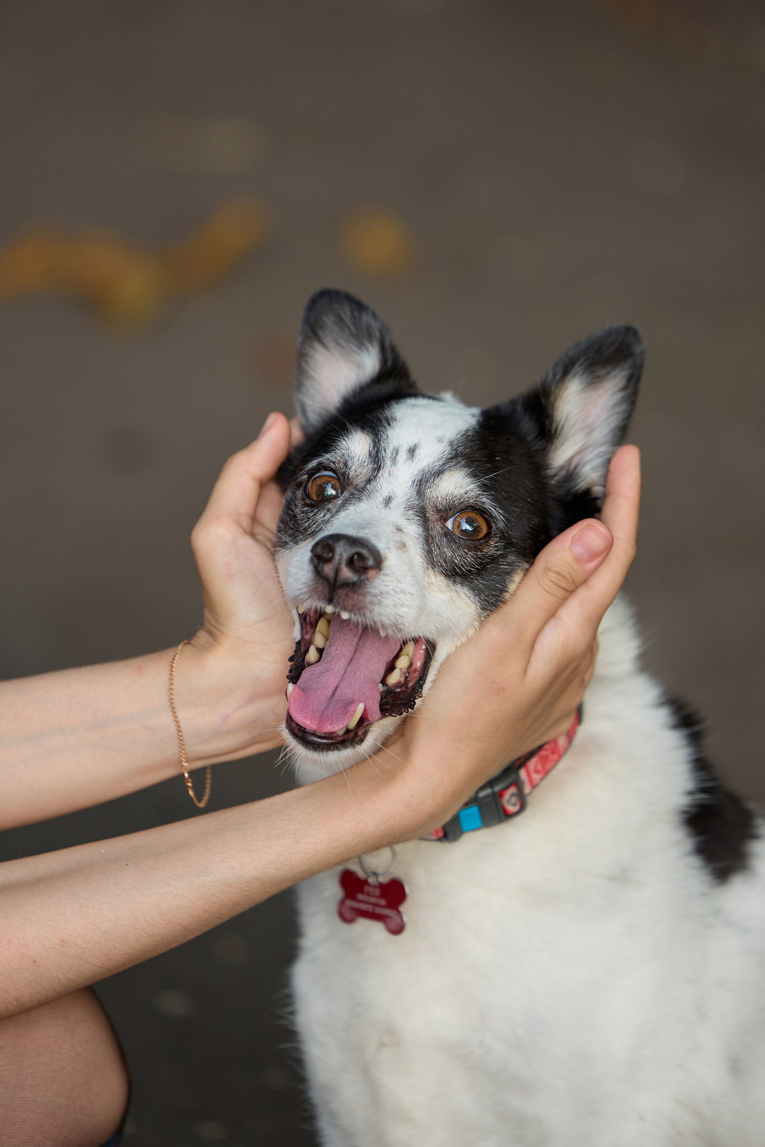 Диана и Рея. Фотограф анималист в Казани Алина Сулейманова. Фотограф животных