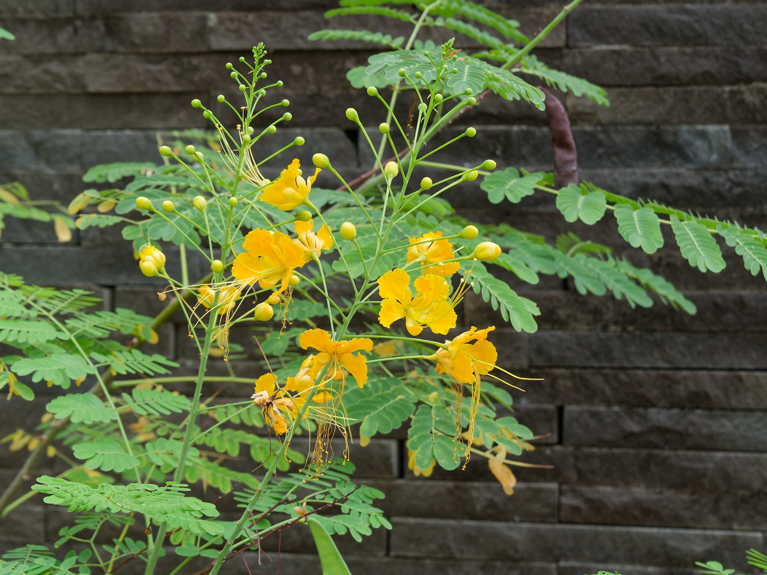 Хайнань 2026, флора, цветы и деревья. Фотопрогулки по Миру