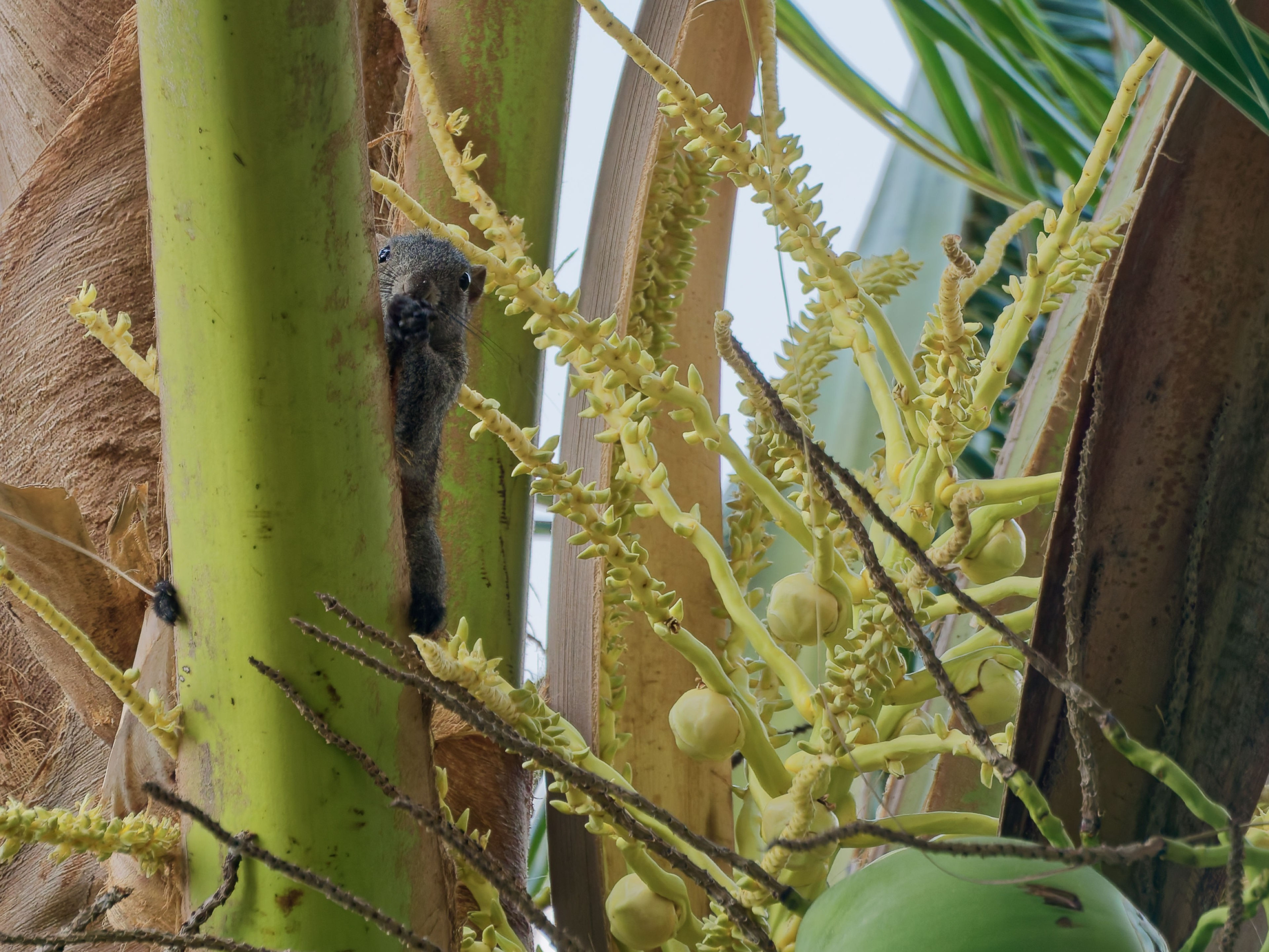 Хайнань 2026, белки. Фотопрогулки по Миру