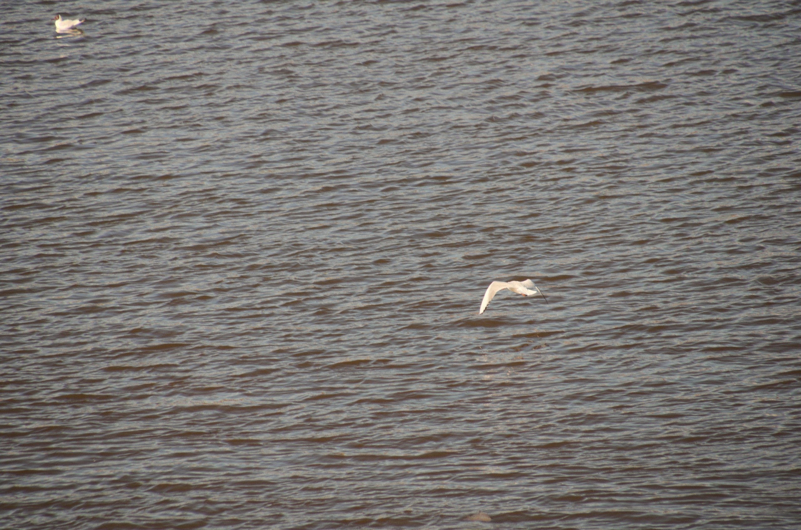 Поездка в Тверь и Торжок | 30-31.03.2019. Галерея Фантим
