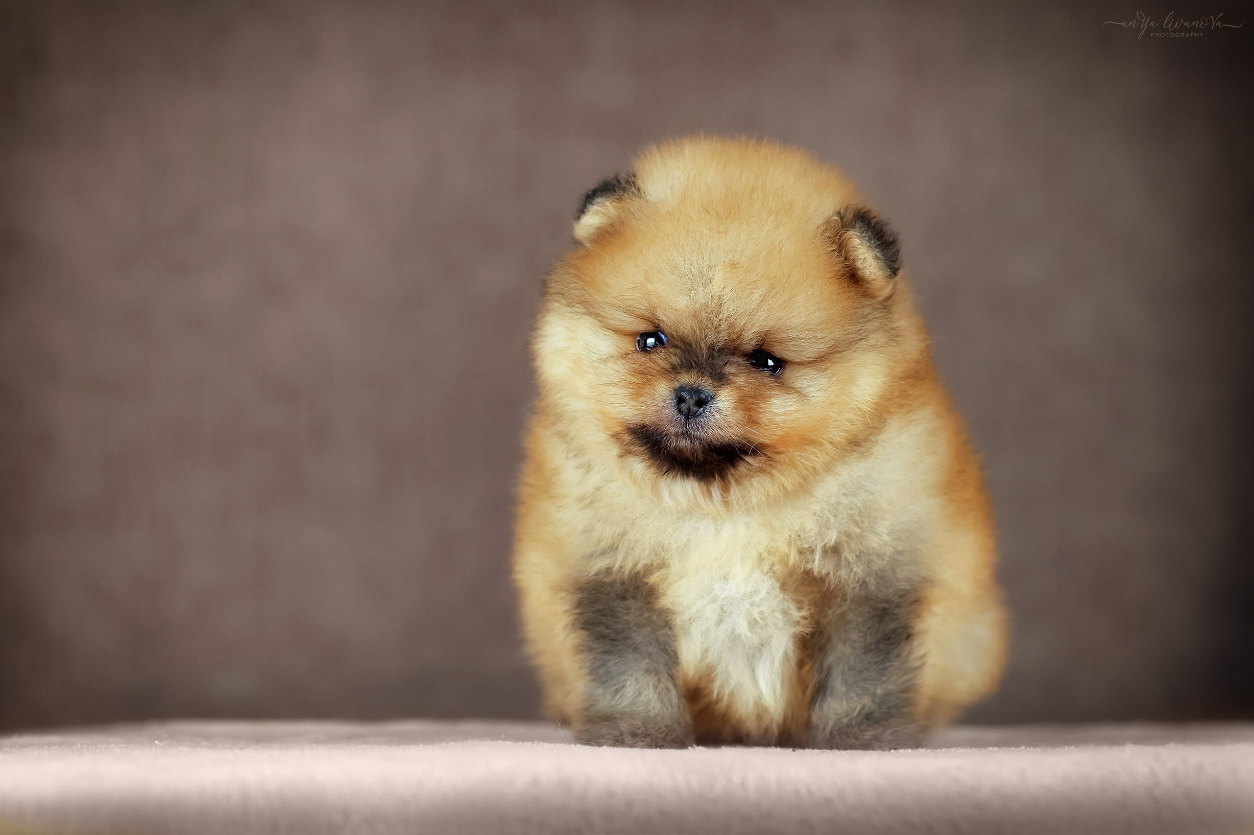 Шпицули. Фотограф анималист Аня Ливанова | Рыбинск