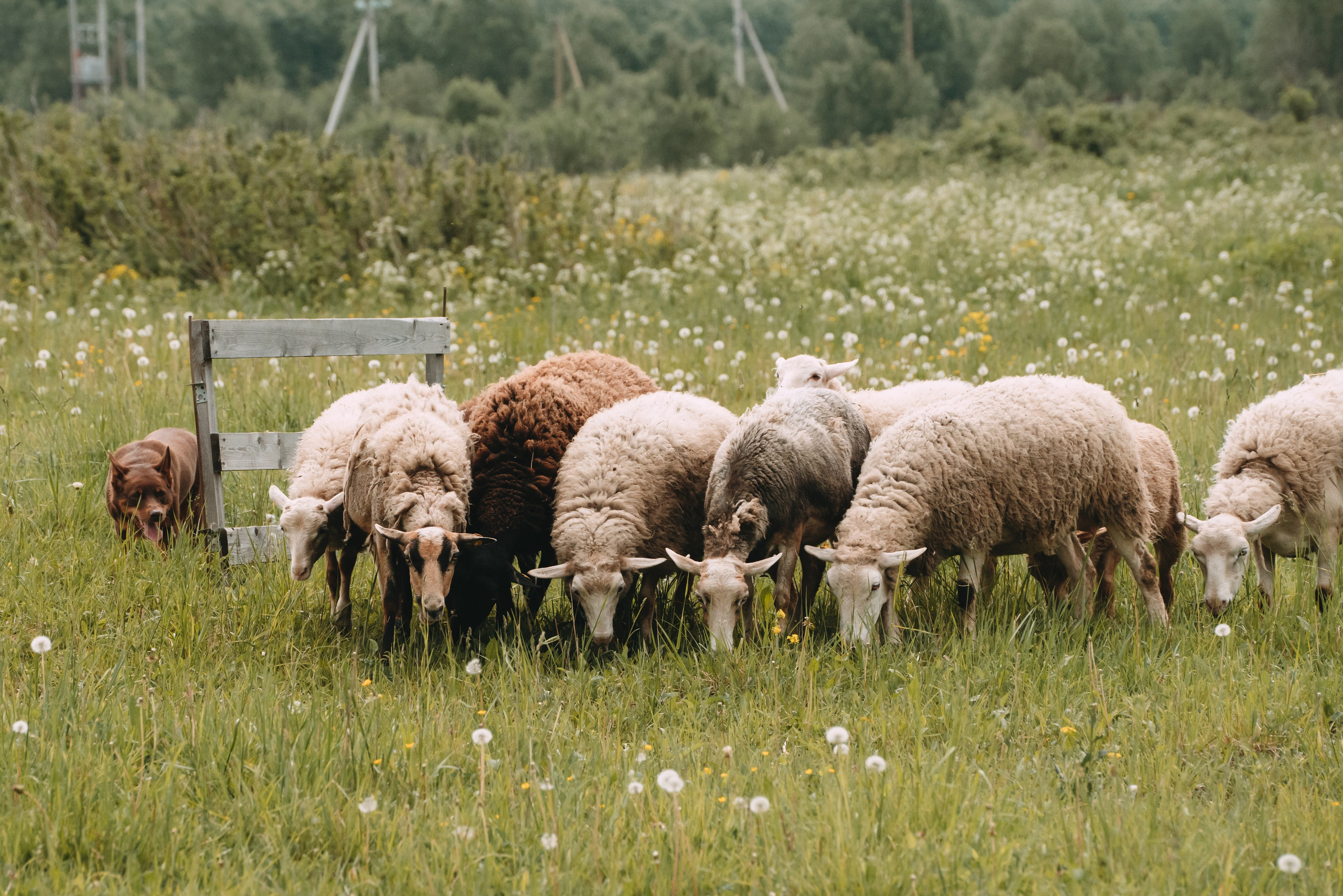 Состязания по пастушьей службе 1-2.06.24, Заостровье. Фотограф-анималист Анастасия Большакова