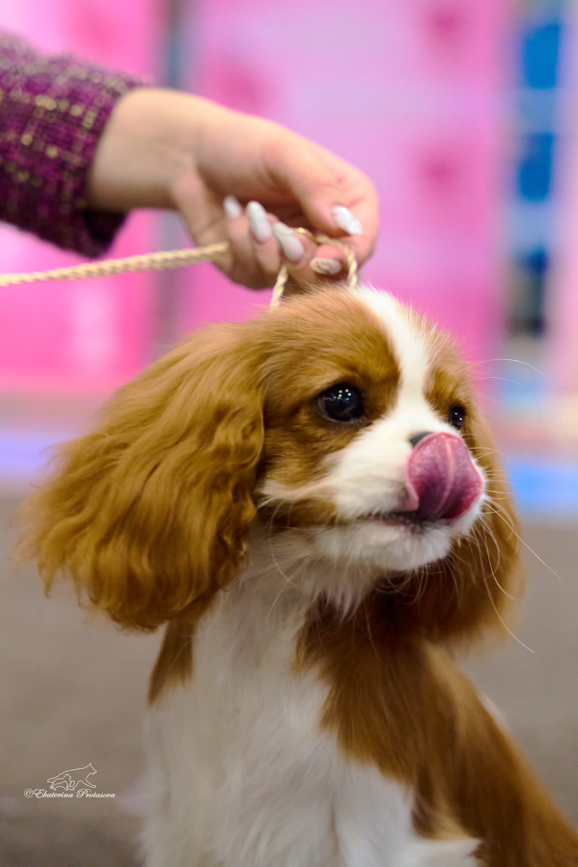 Выставки разное. Фотограф-анималист в Иркутске