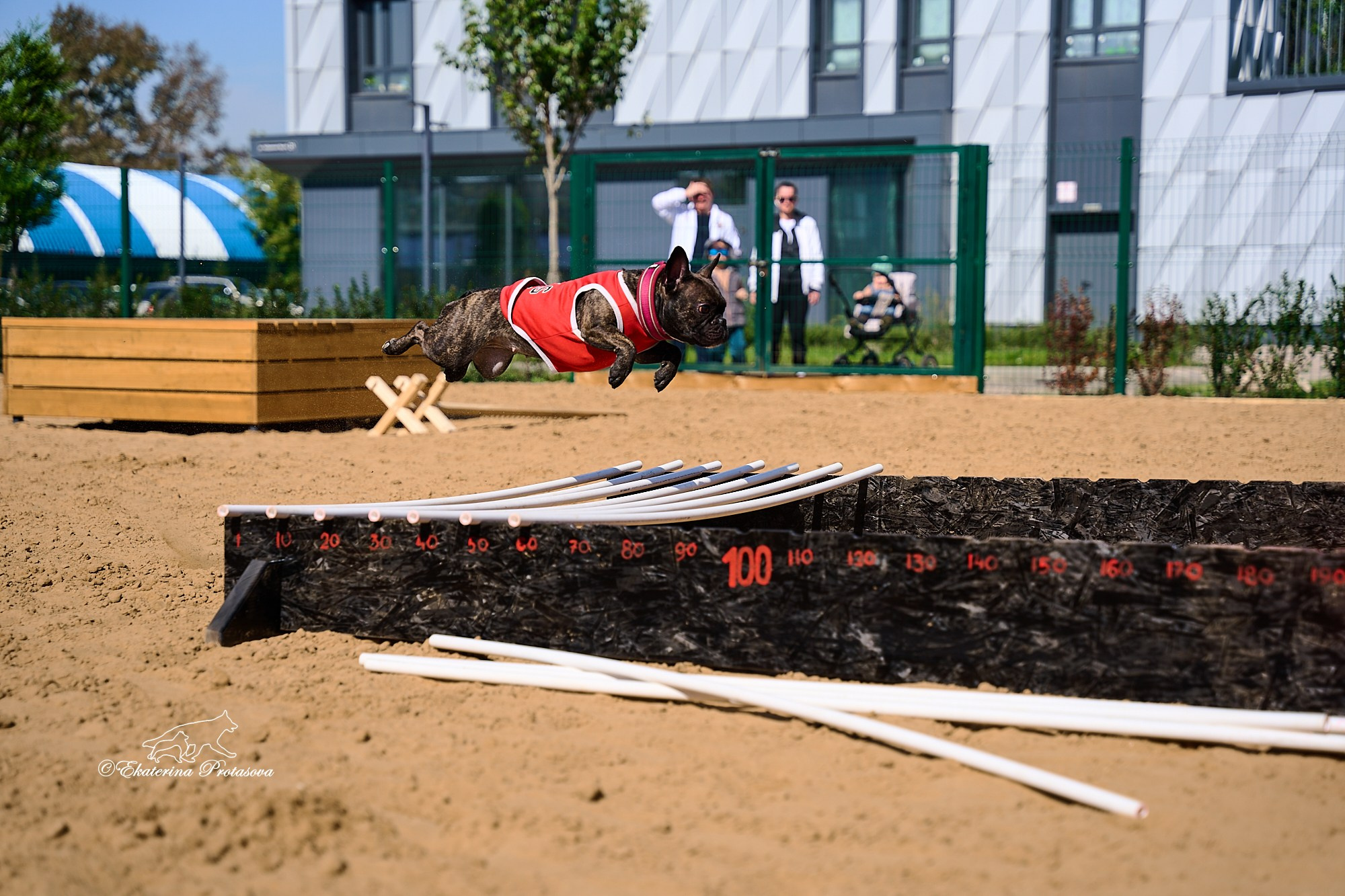 Питстафф многоборье. Фотограф-анималист в Иркутске