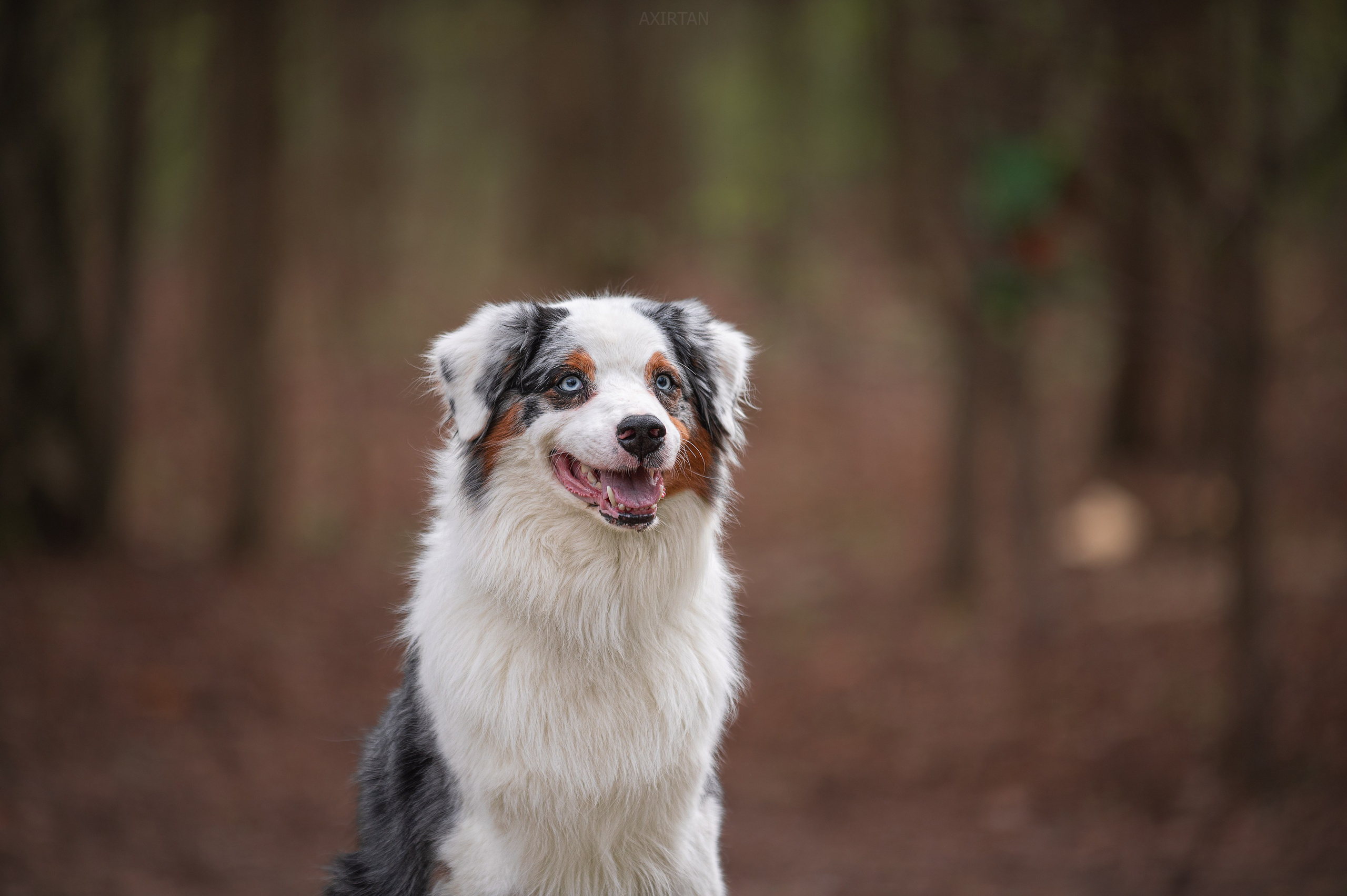 Рысь. BLGKV питомник собак
