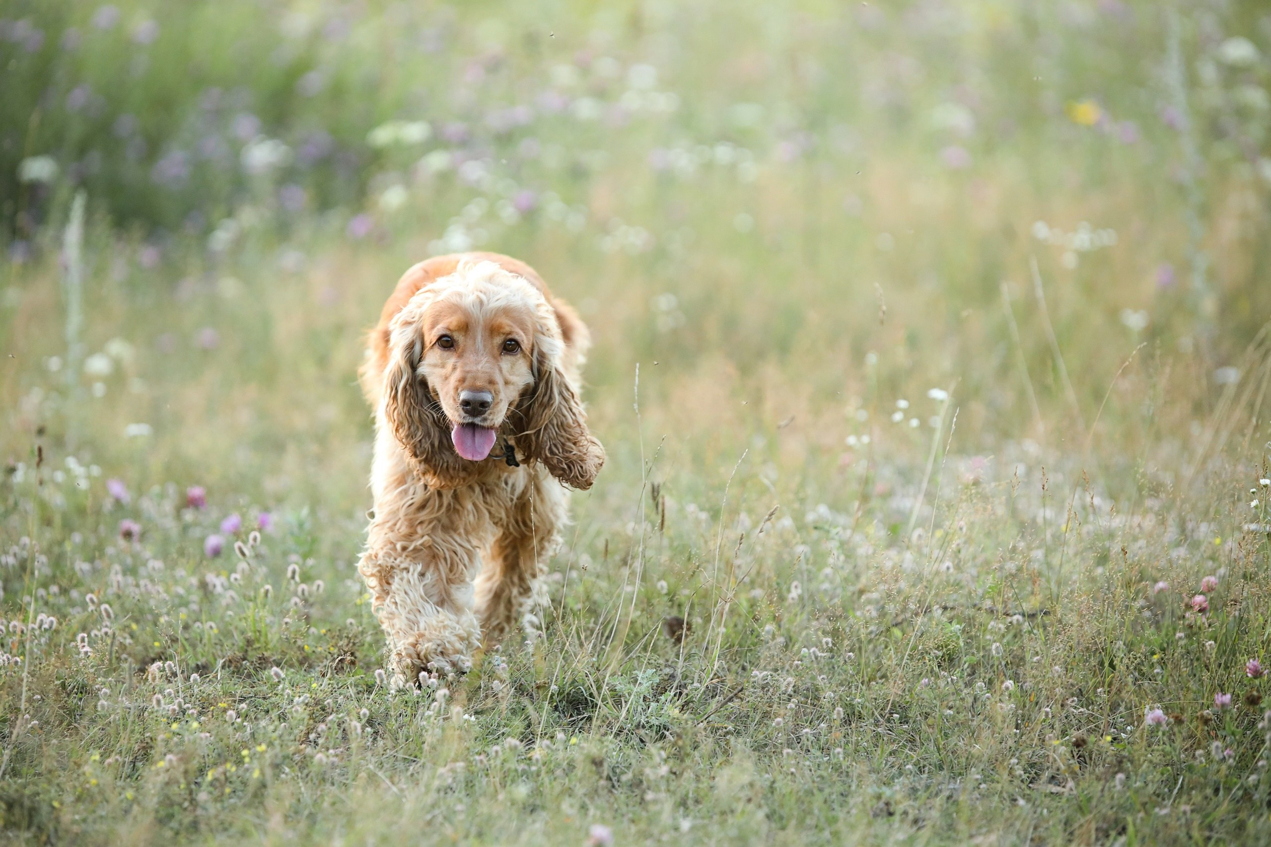 Четвероногие друзья. Репортажный, семейный, школьный фотограф в Иванове Инна Крылова