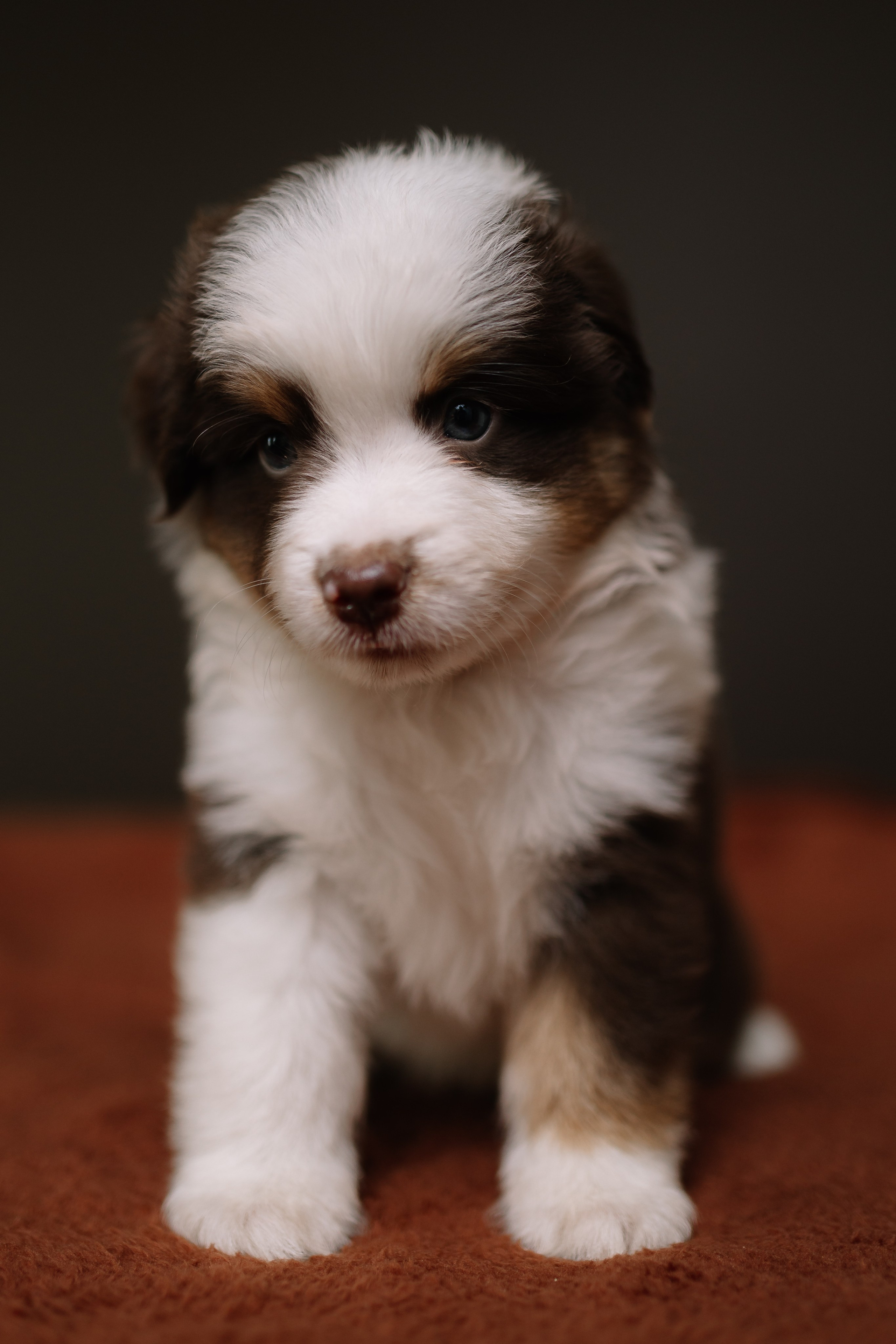 Щенки Миниатюрной американской овчарки. В студии. Фотограф Александра Кузнецова
