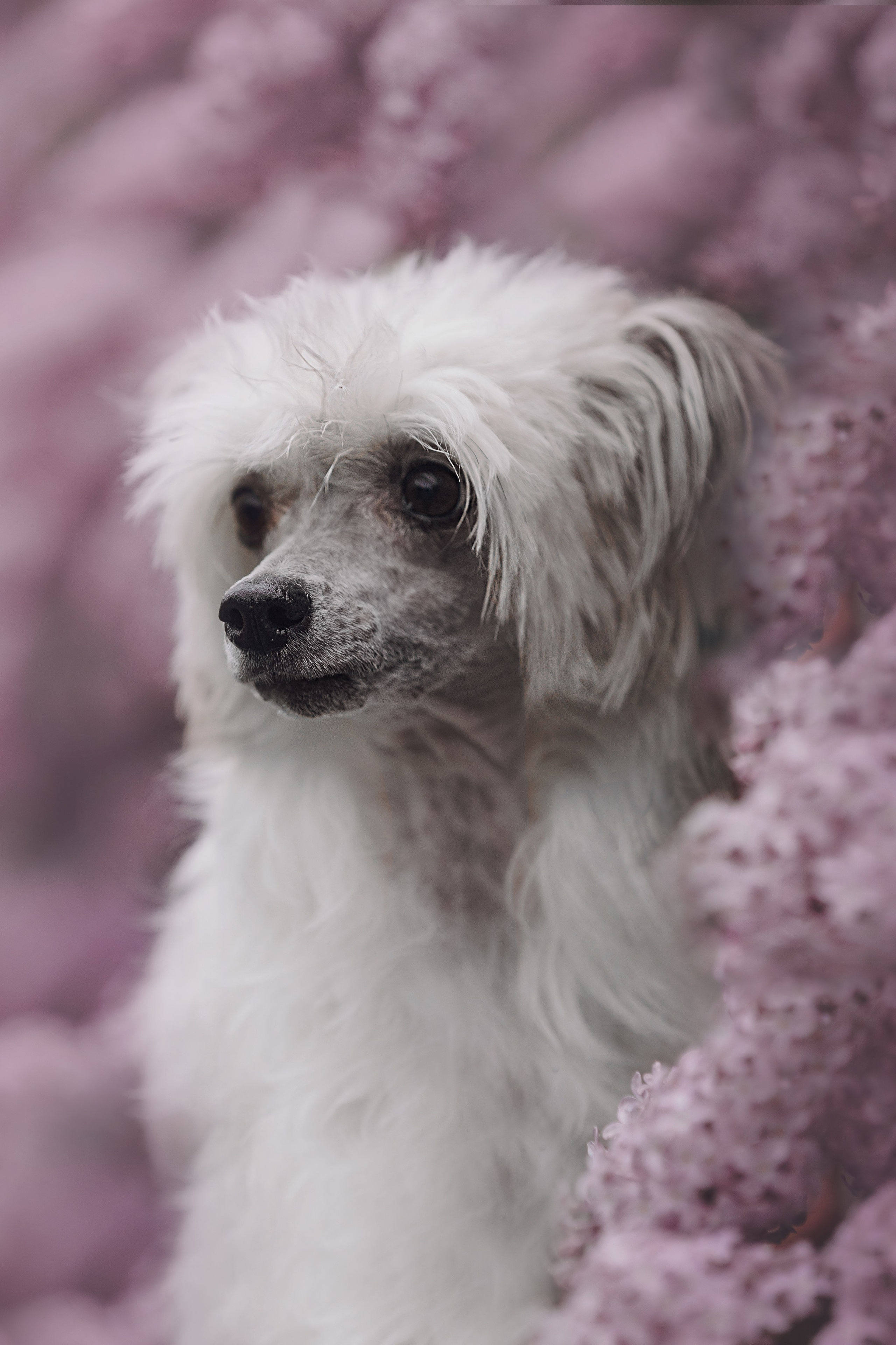 Лили, Уся, Вика и их семья. Фотограф анималист Кристина Карпова, Москва