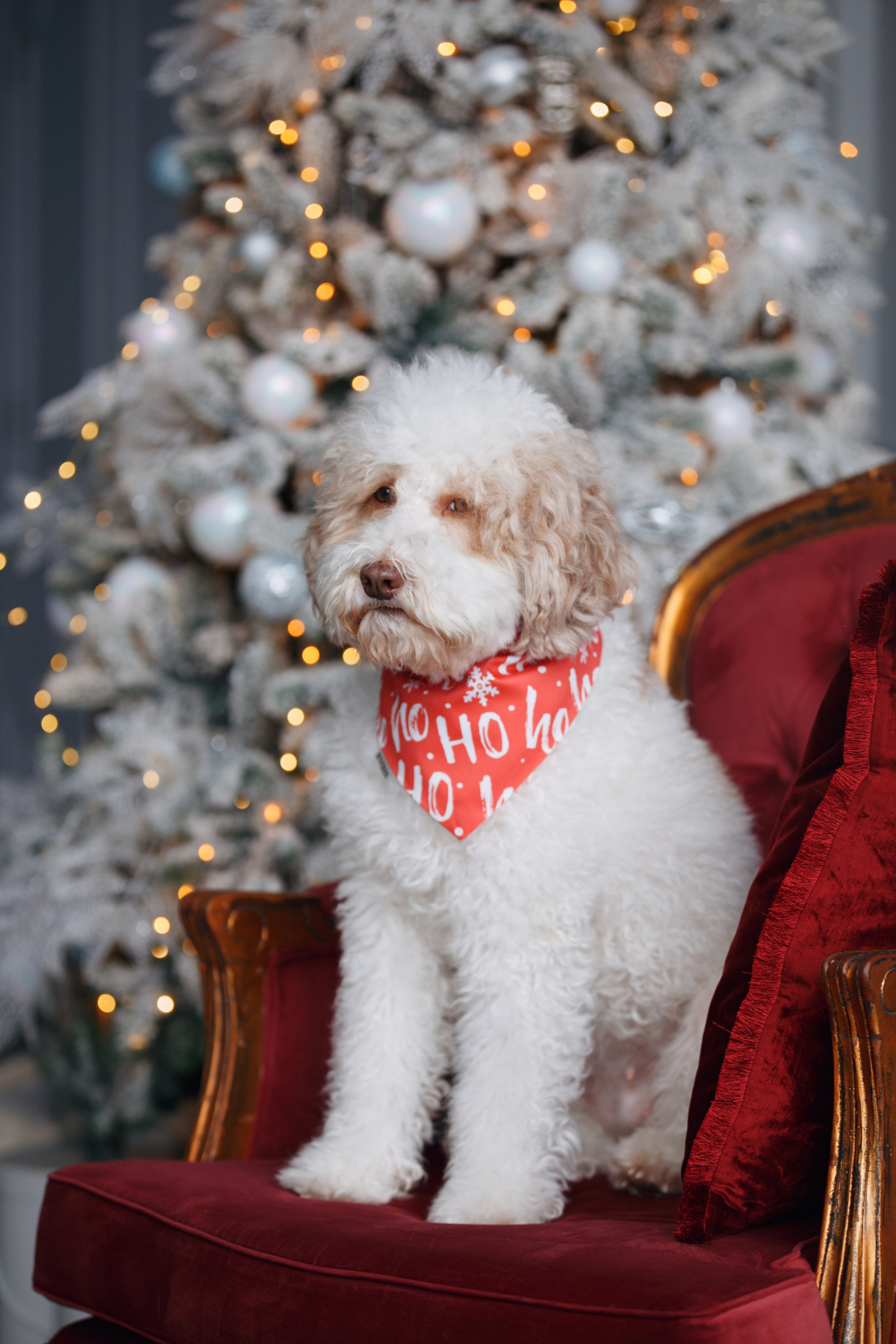 Bmbh лежанки и адресники. Фотограф анималист Кристина Карпова, Москва