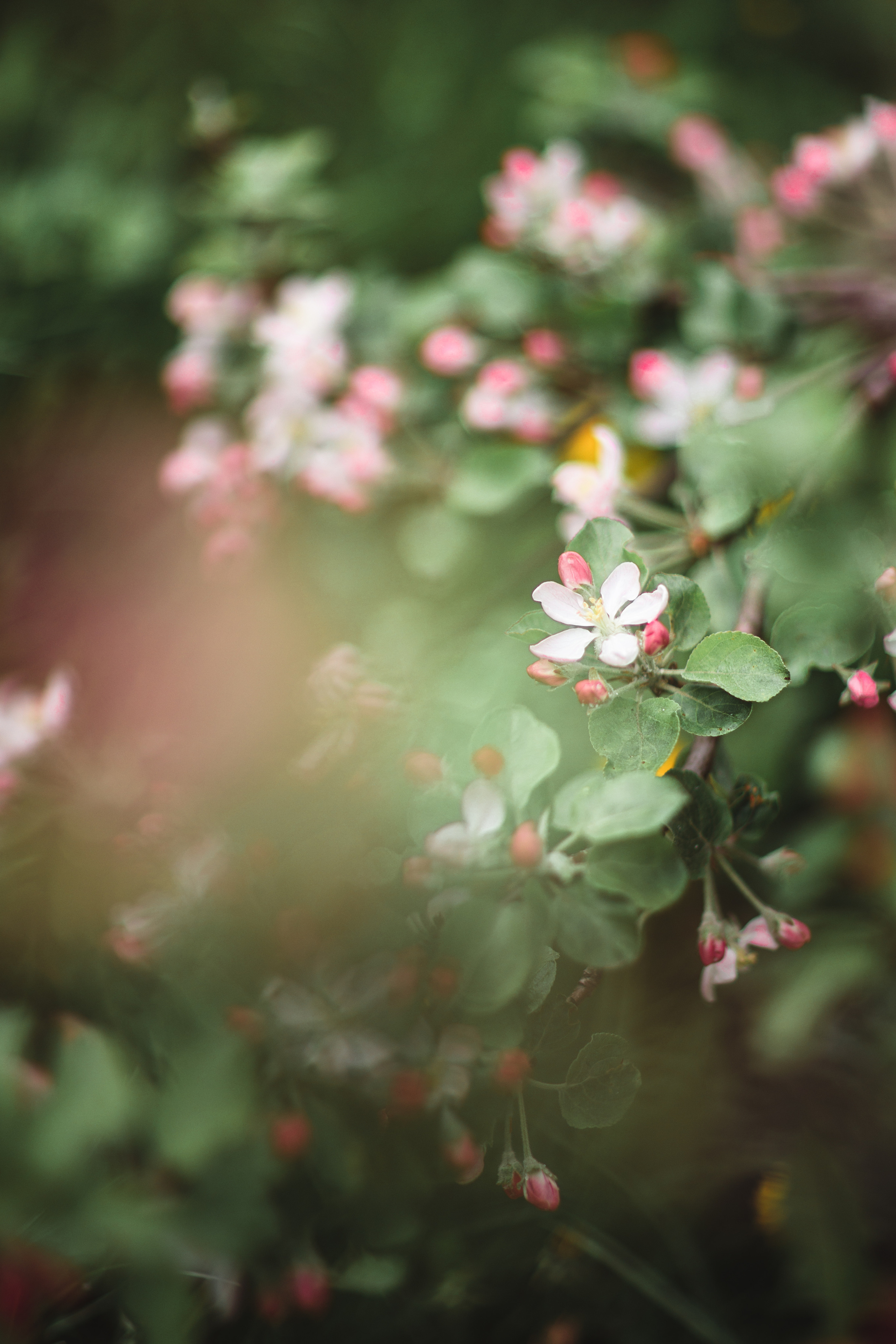 Фотопрогулка. Фотограф новорождённых Псков