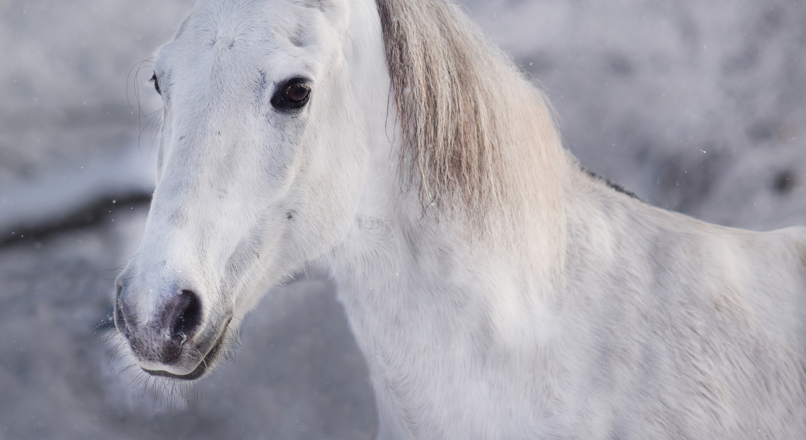 Лошади. Конный фотограф в Саратове Юлия Иванова