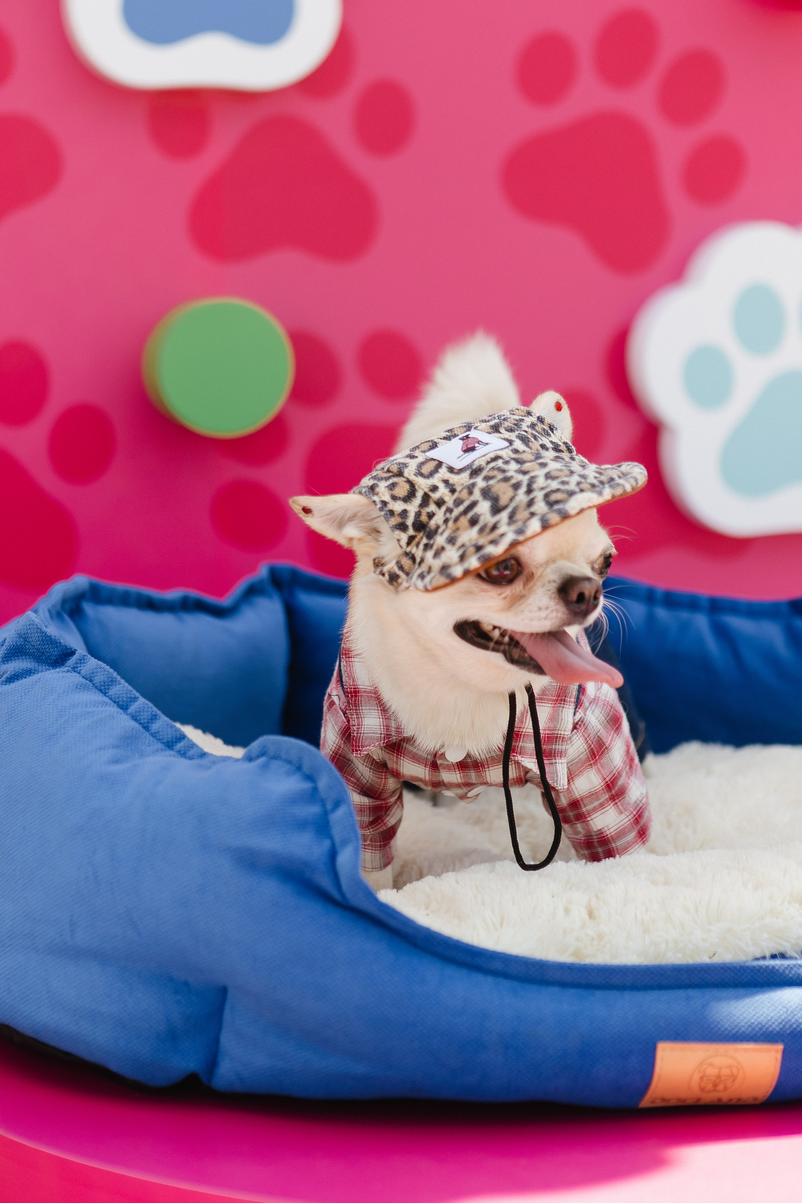 ФЕСТИВАЛЬ VK «ЛАПКИ» | 2025, МОСКВА. Five Media — репортажный фотограф Москва | Мск