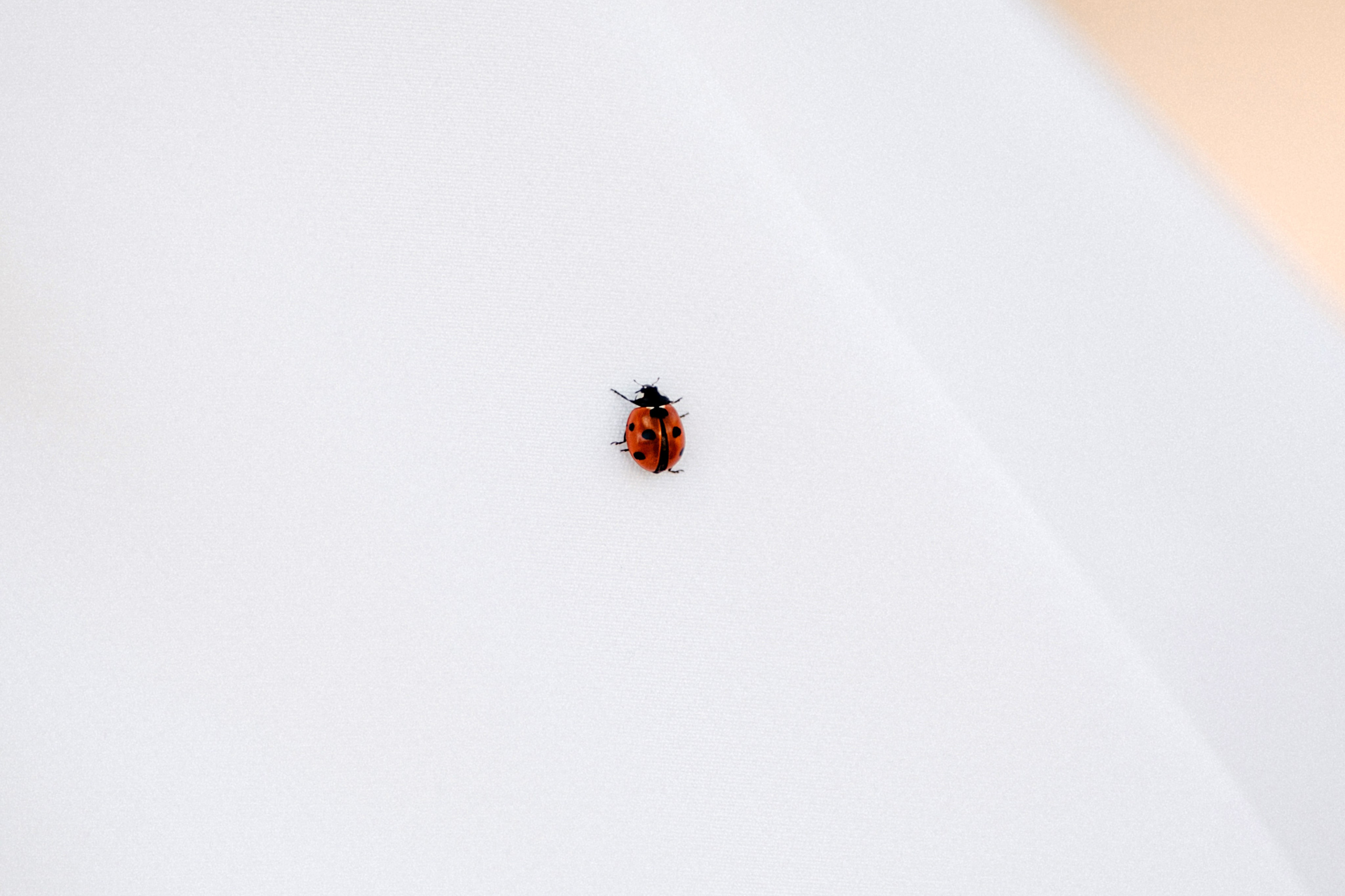 Никах 12 апреля. Свадебный, семейный и детский фотограф Набережные Челны