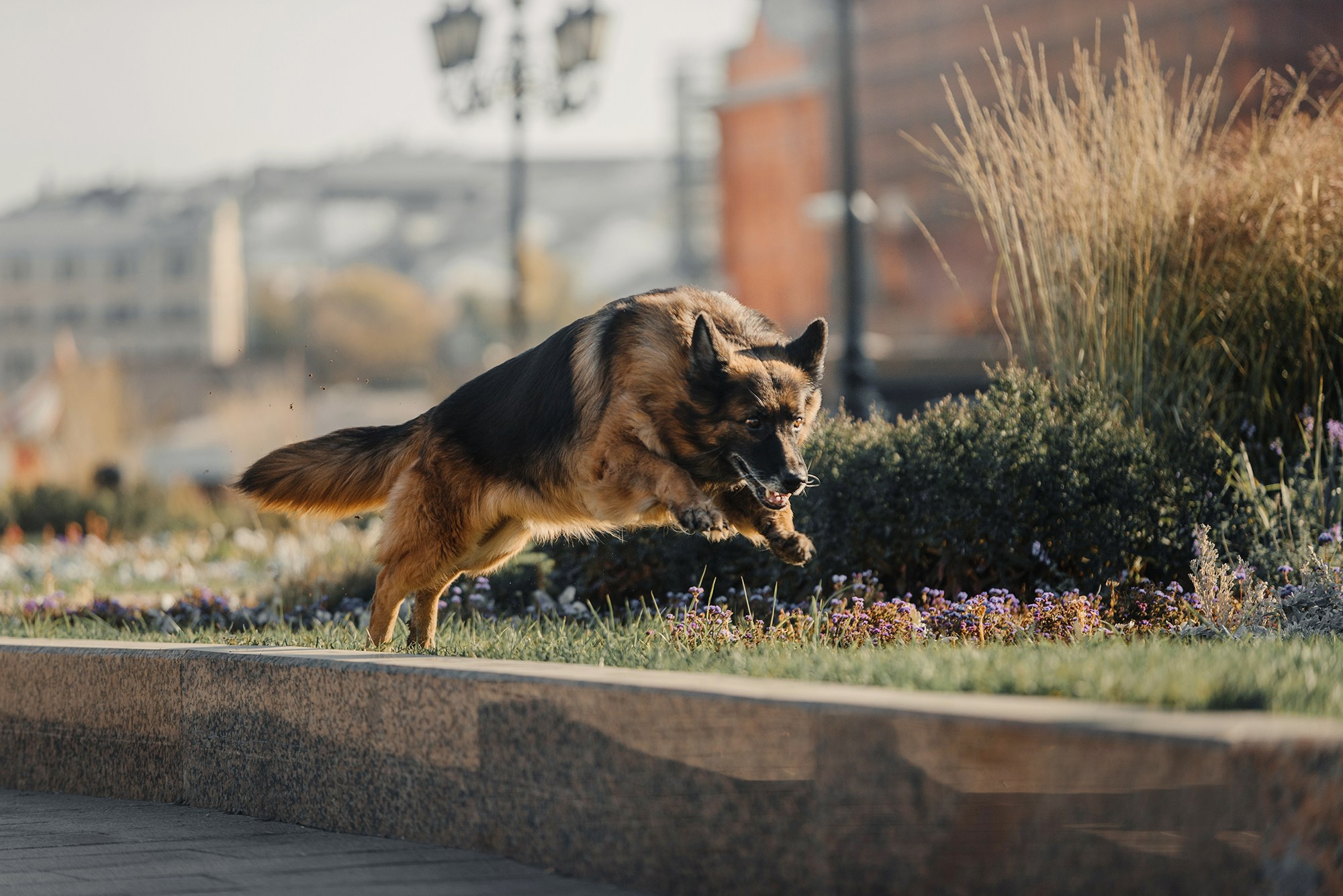 Питомец в кадре. Фотограф Анна Тюрина
