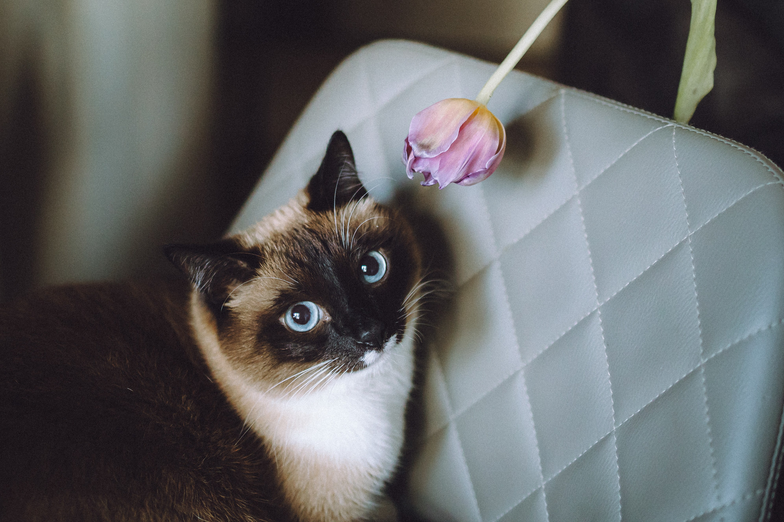 Наташа, Маруся и Зефир