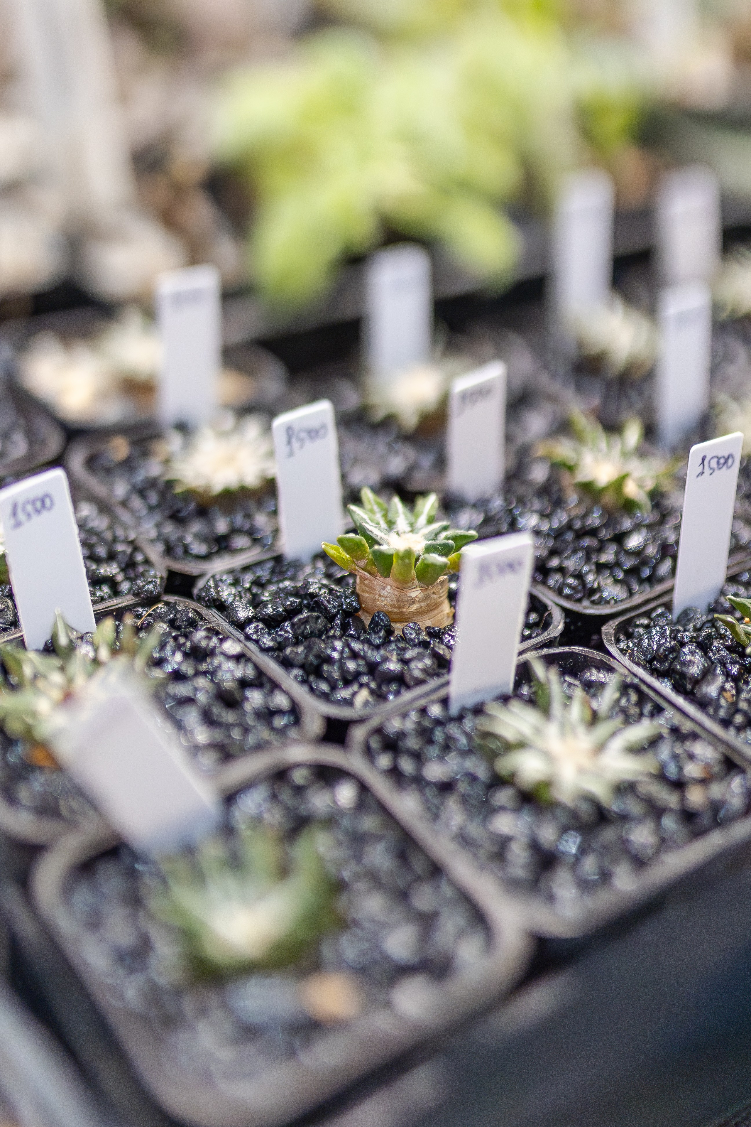 Монстериум апрель 2026. Александра Куликова фотограф, Москва