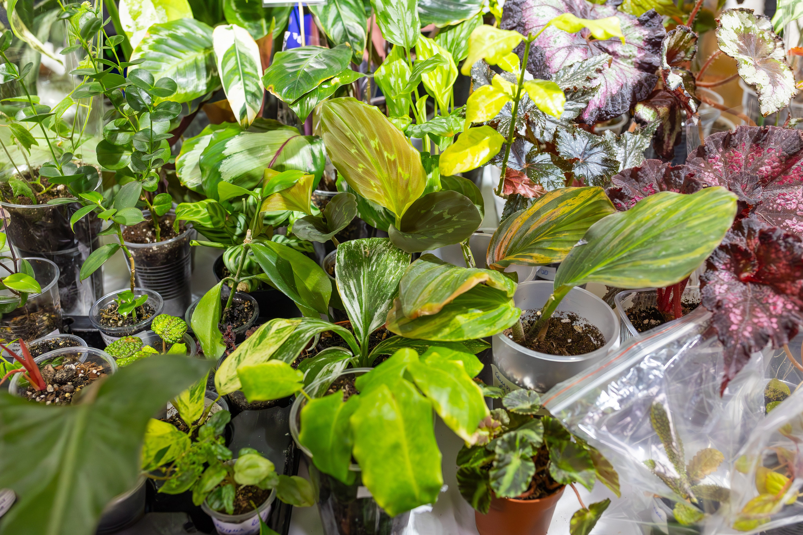 Орхидиум сентябрь 2025. Александра Куликова фотограф, Москва