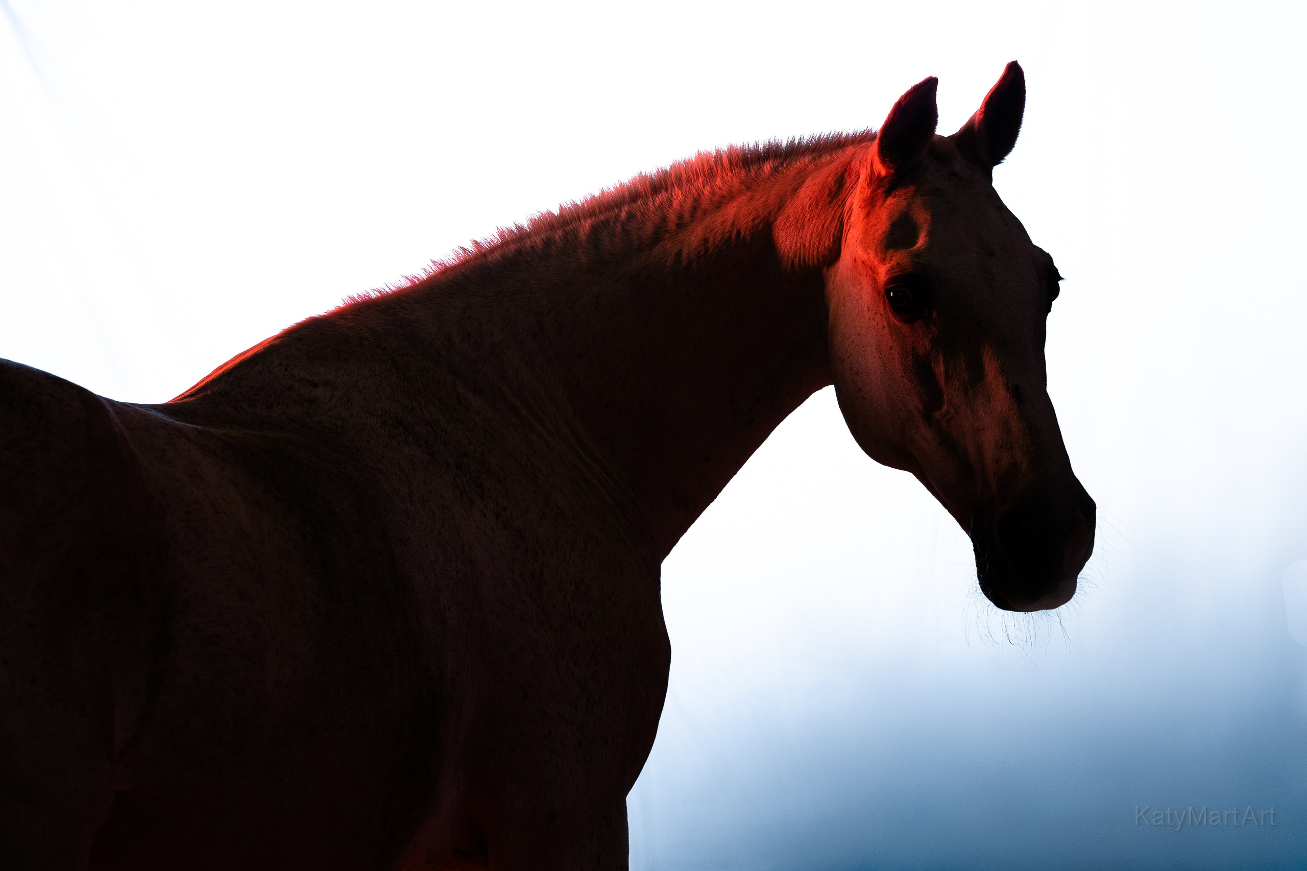 KatymartArt — Equine photography