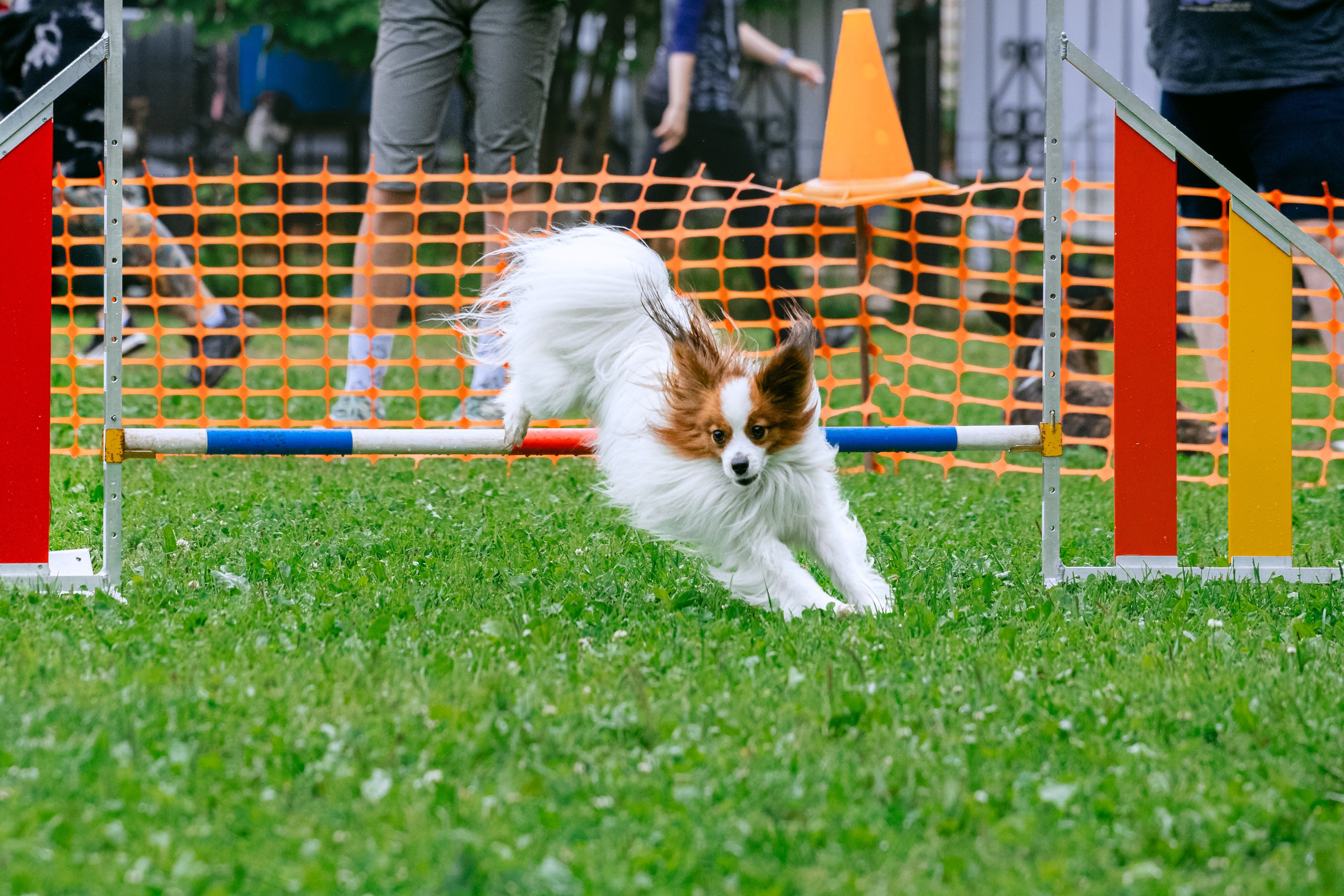 Соревнования по аджилити Долгопрудный 30.06.2025. Фотограф-анималист Татьяна Степанова