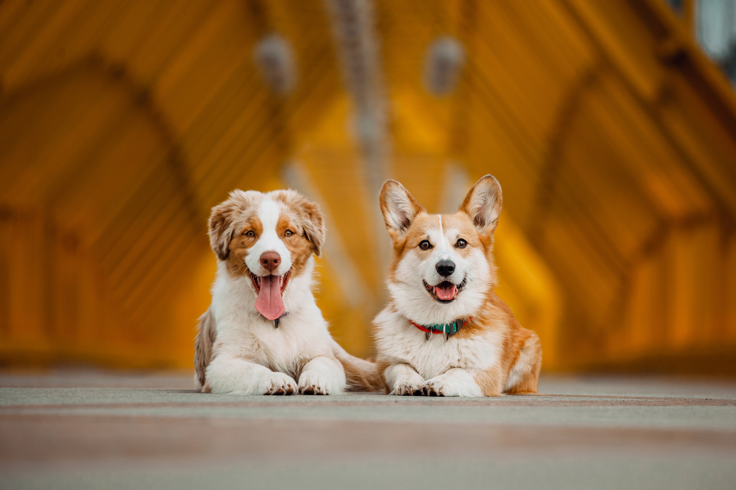 Фотограф-анималист Татьяна Степанова
