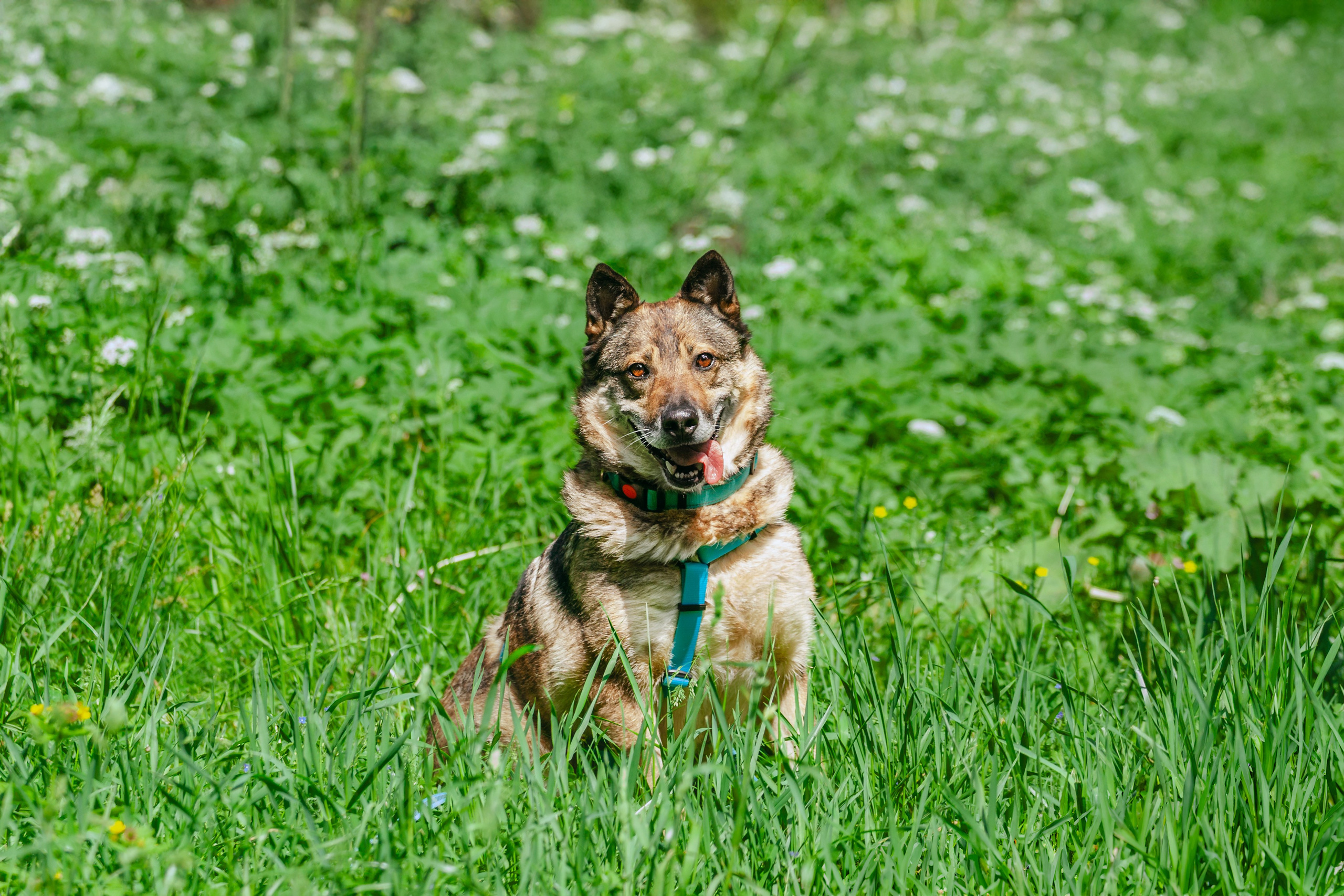 Собаки из приюта Дубовая роща лето 2025. Фотограф-анималист Татьяна Степанова